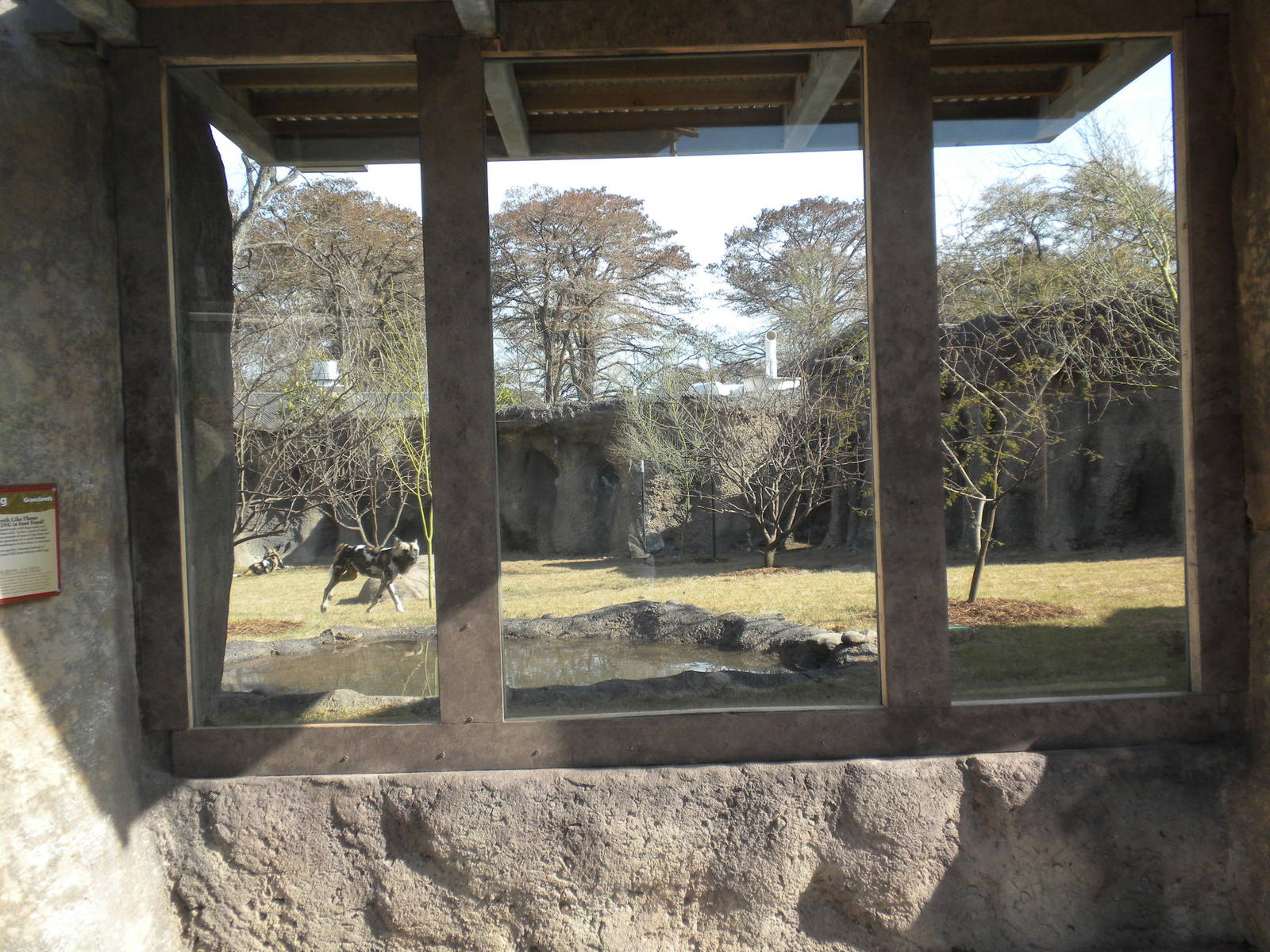 Africa Live 2 - African Wild Dog