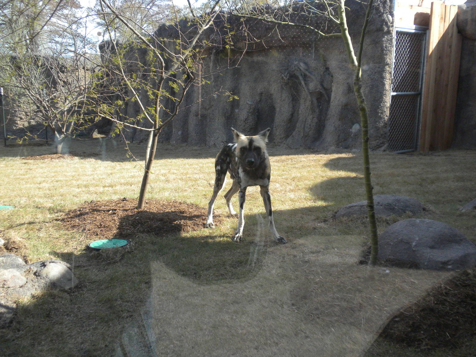 Africa Live 2 - African Wild Dog