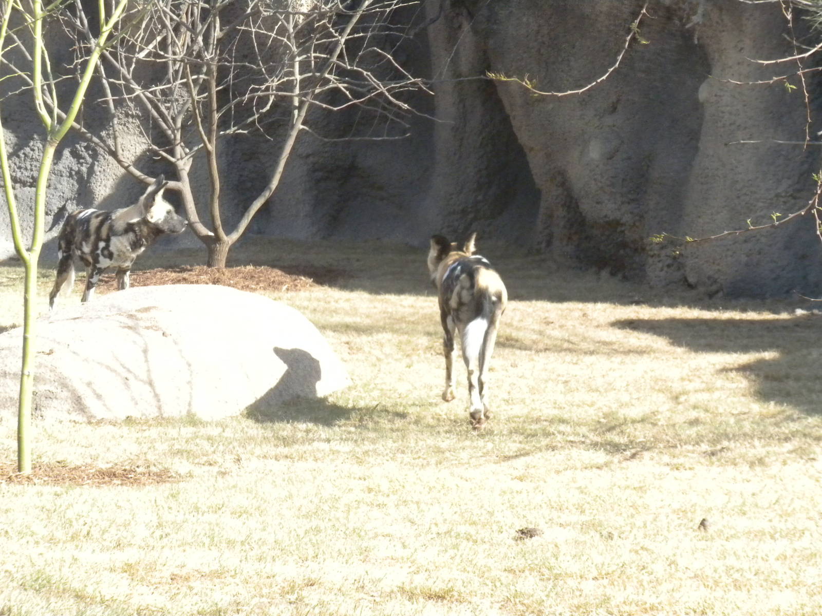 Africa Live 2 - African Wild Dog