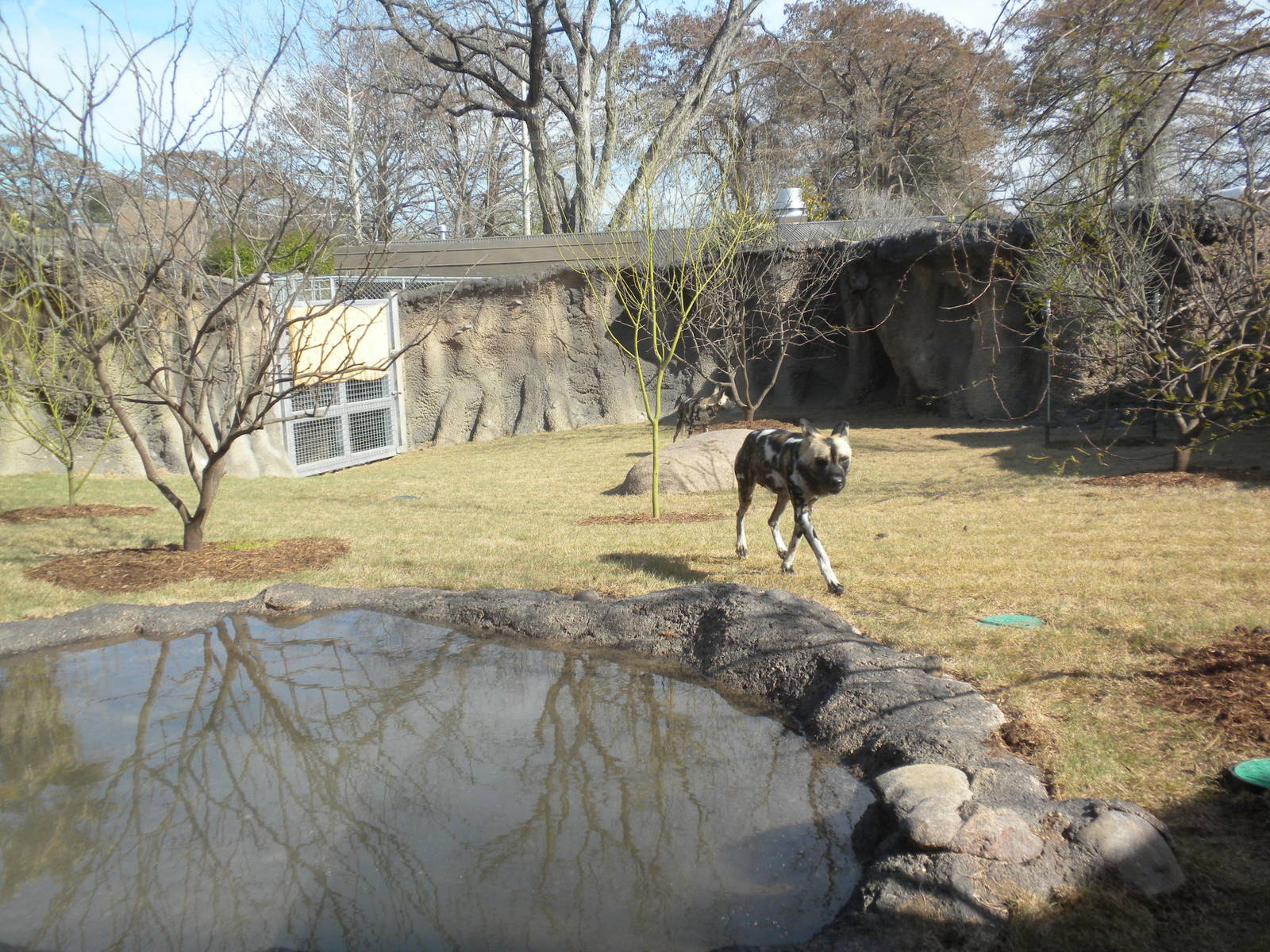 Africa Live 2 - African Wild Dog