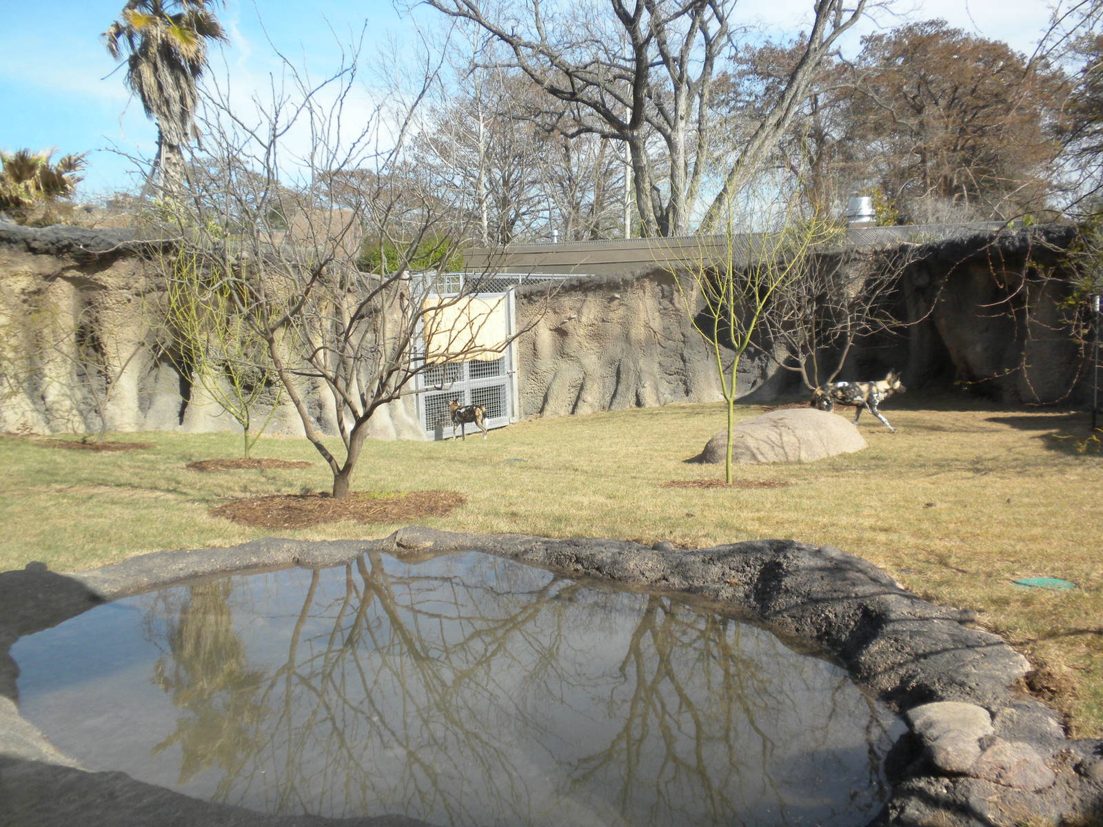 Africa Live 2 - African Wild Dog