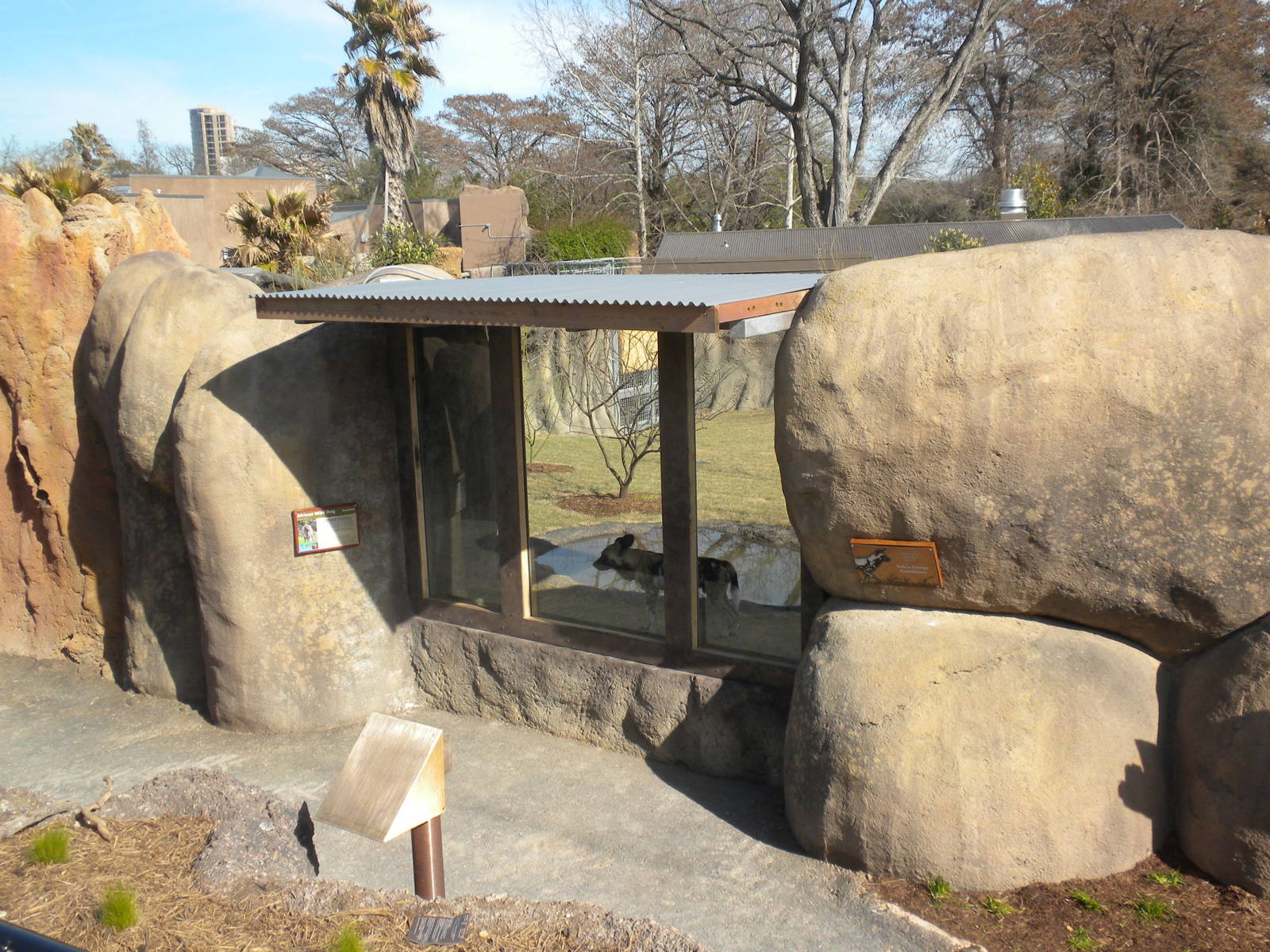 Africa Live 2 - African Wild Dog