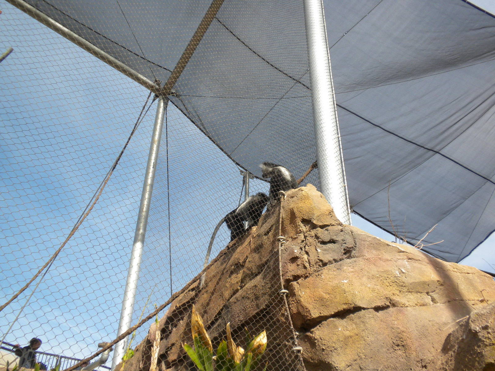 Africa Live 2 - Angolan Colobus