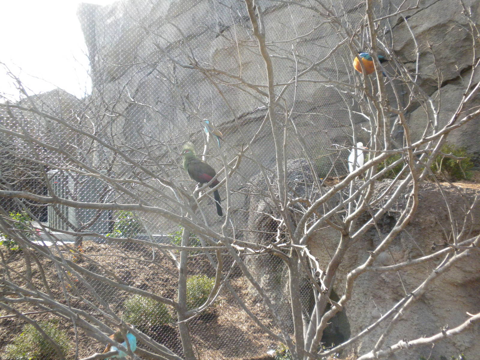 Africa Live 2 - Aviary