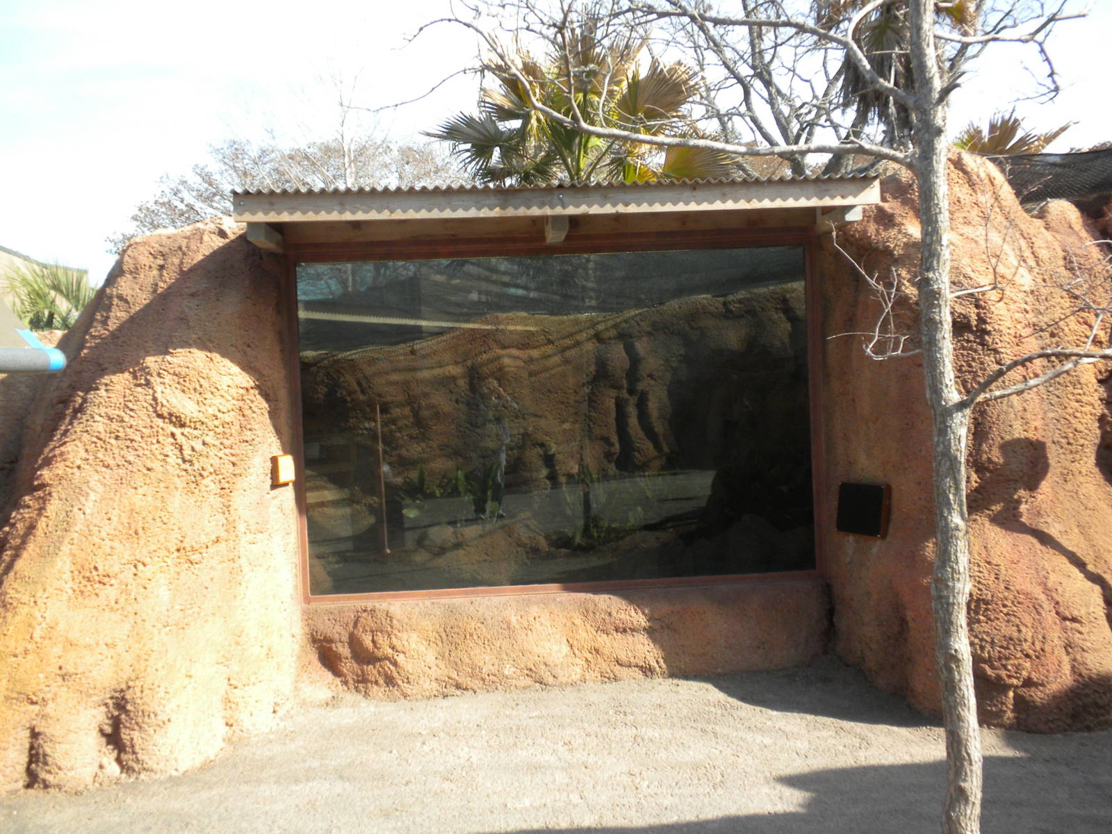 Africa Live 2 - Dwarf Mongoose exhibit