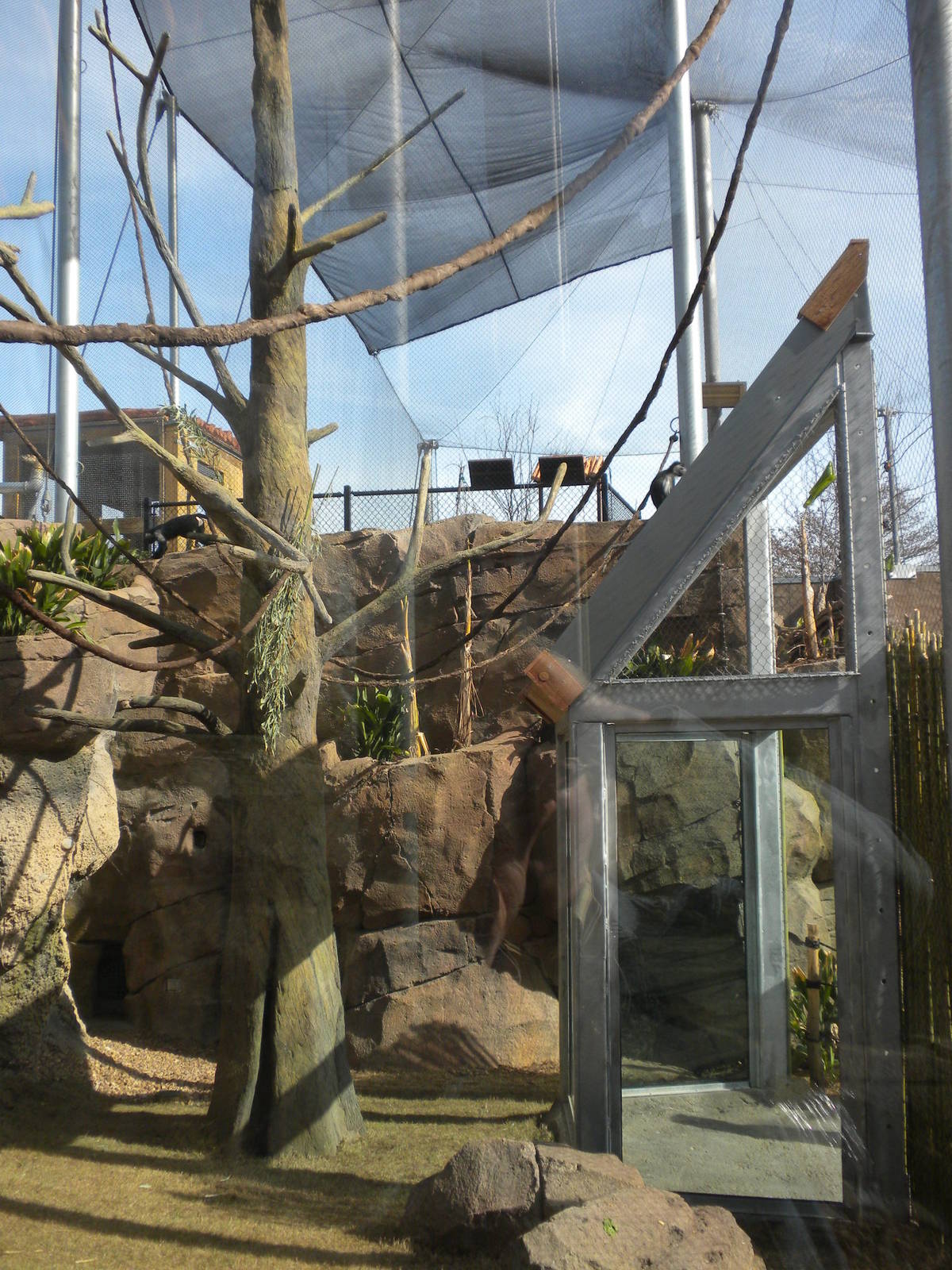 Africa Live 2 - Monkey Exhibit