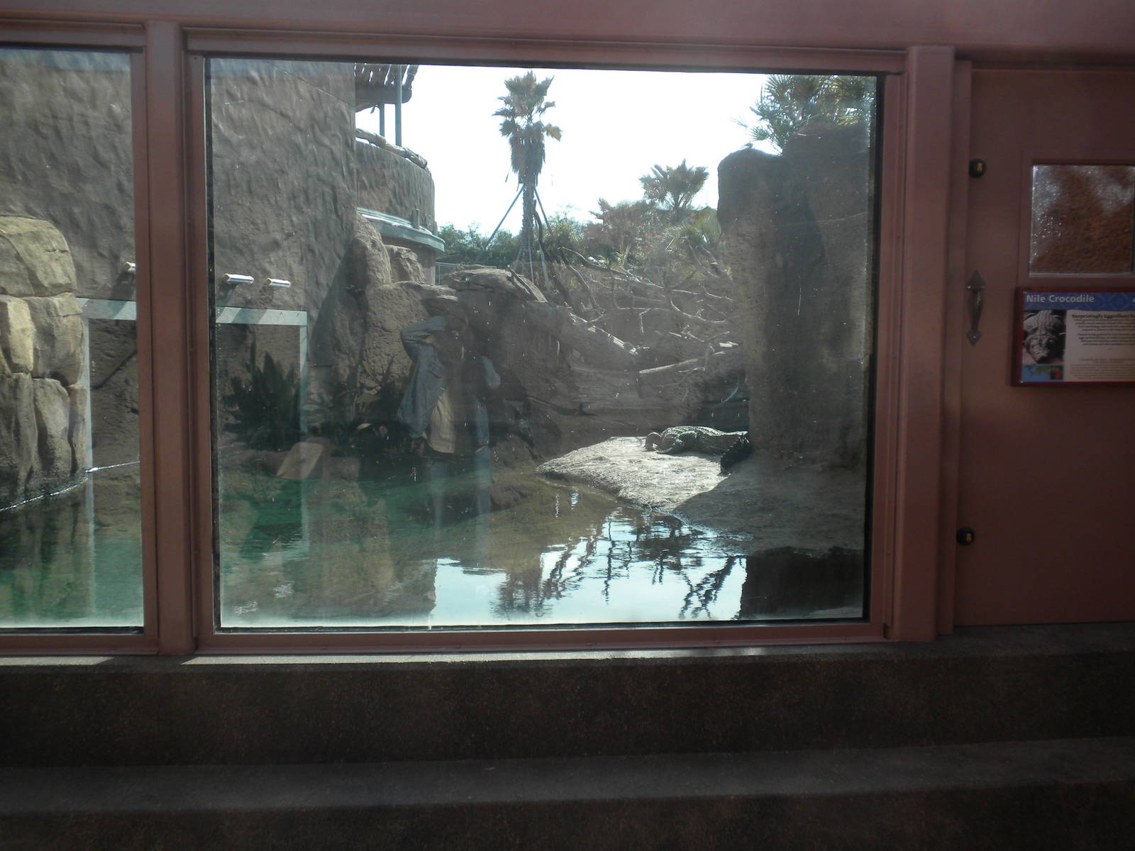 Africa Live 2 - Nile Croc