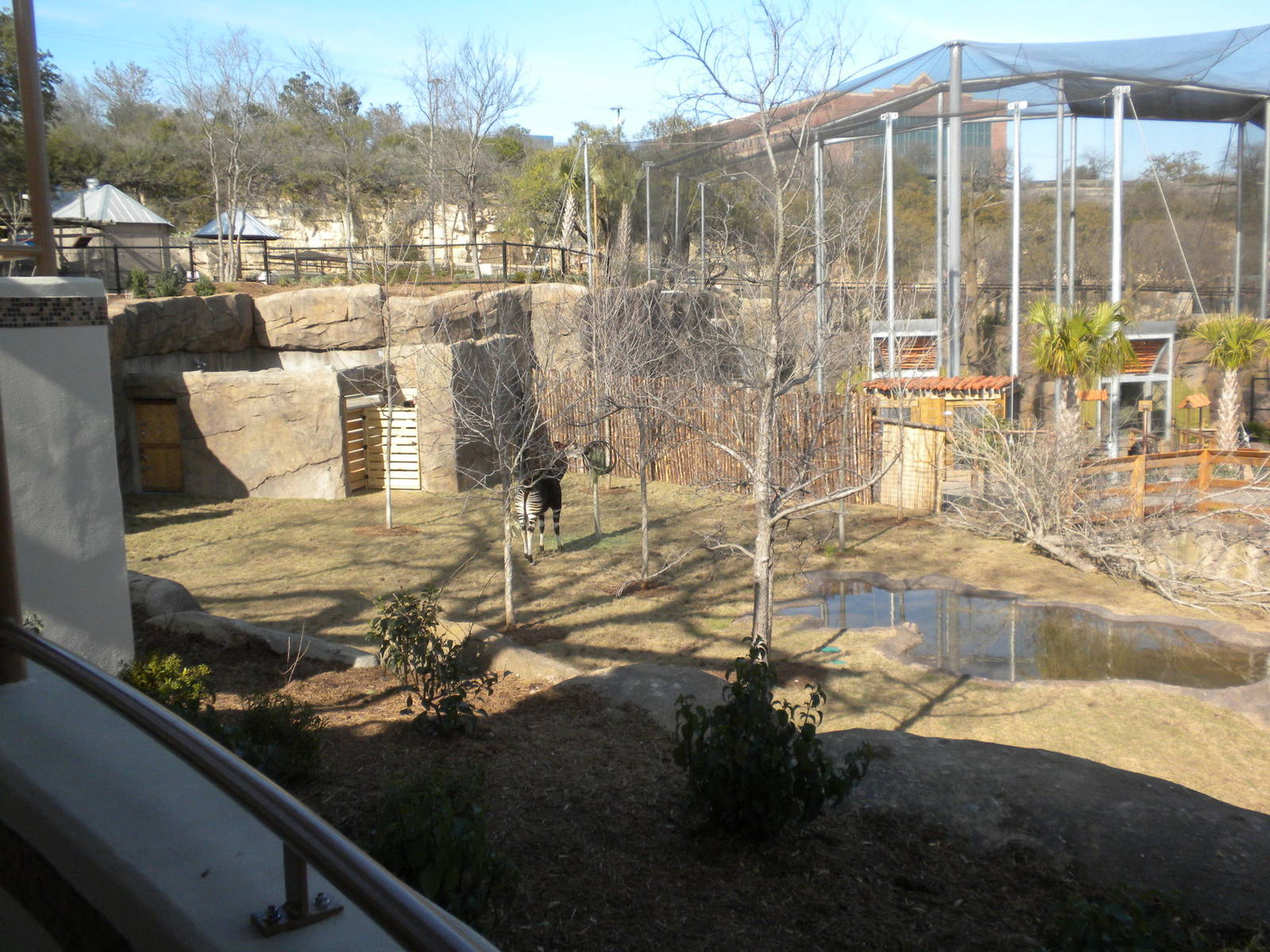 Africa Live 2 - Okapi and Aviary