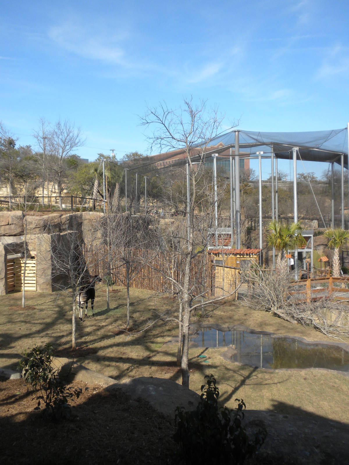 Africa Live 2 - Okapi and Aviary