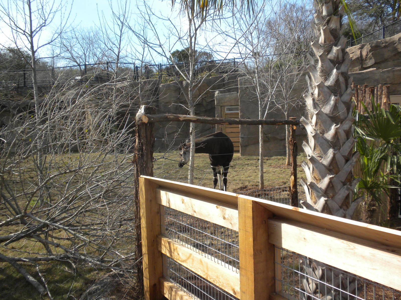 Africa Live 2 - Okapi