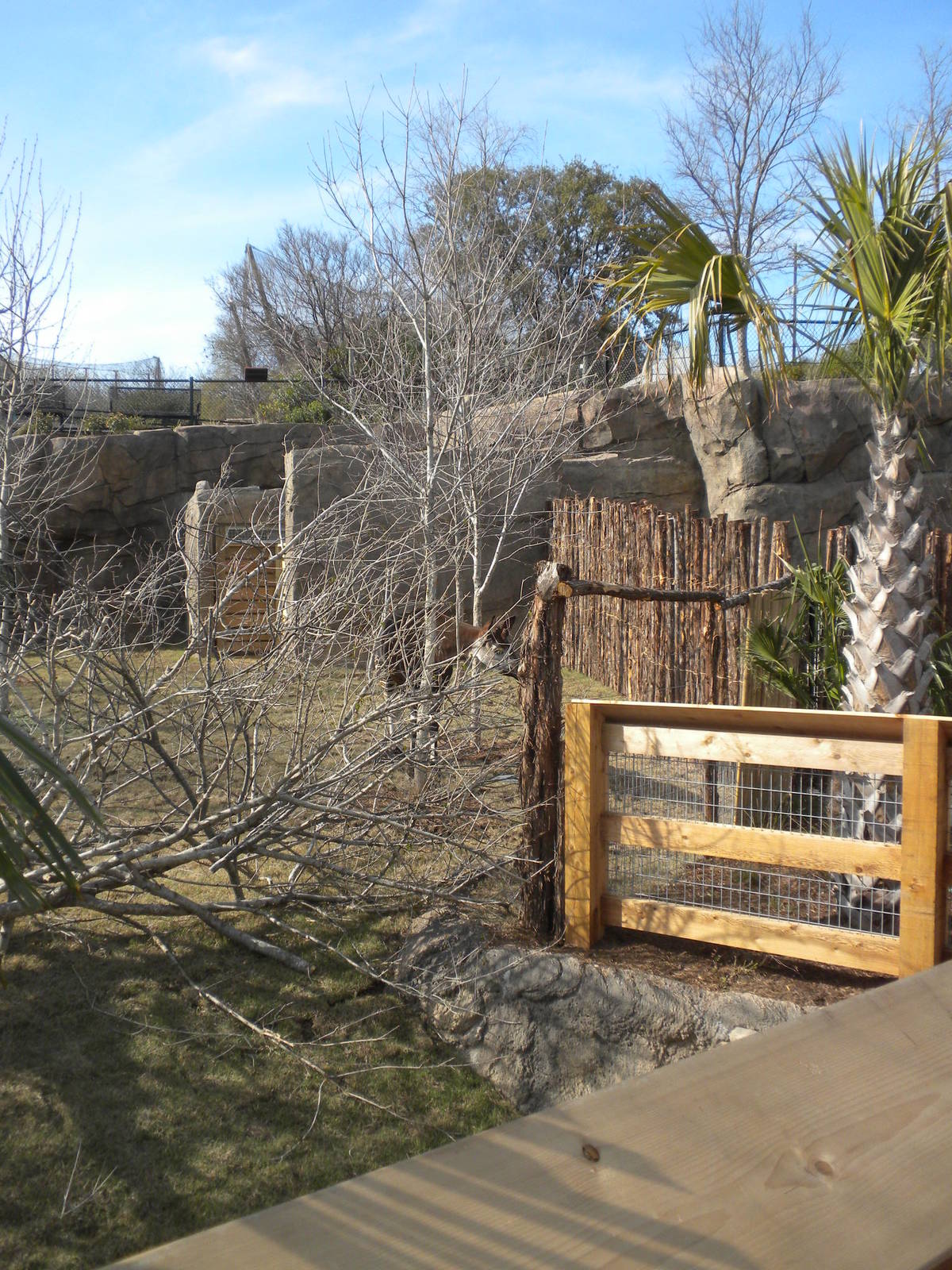 Africa Live 2 - Okapi