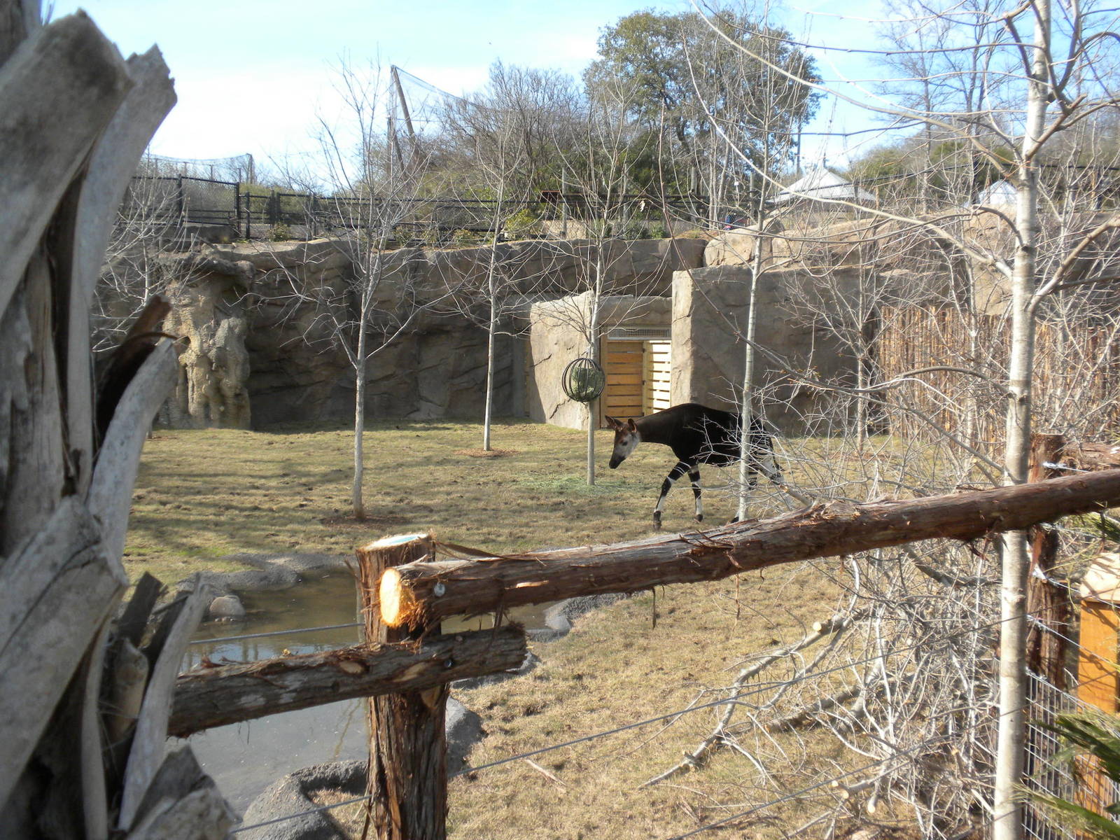 Africa Live 2 - Okapi