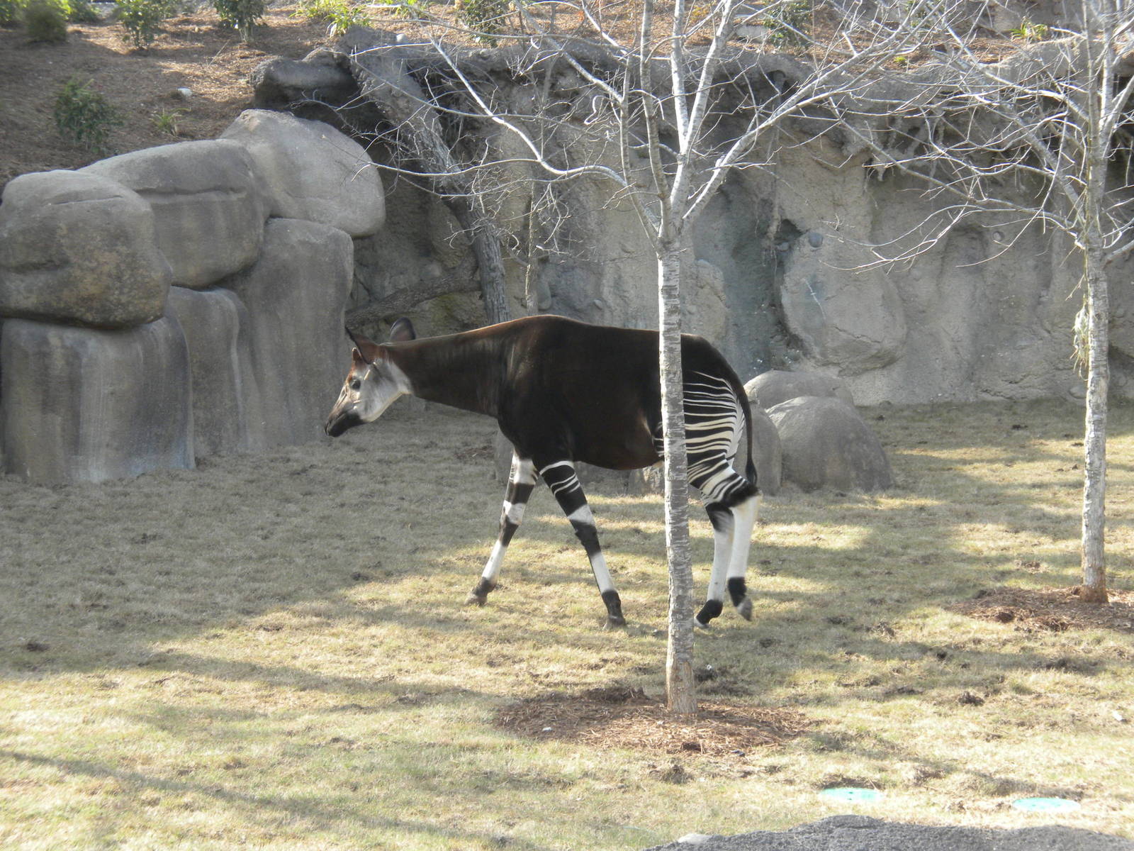 Africa Live 2 - Okapi