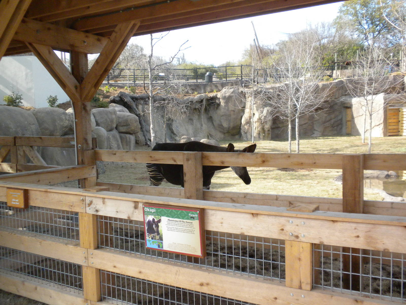 Africa Live 2 - Okapi