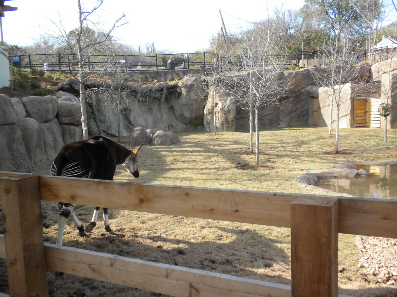 Africa Live 2 - Okapi