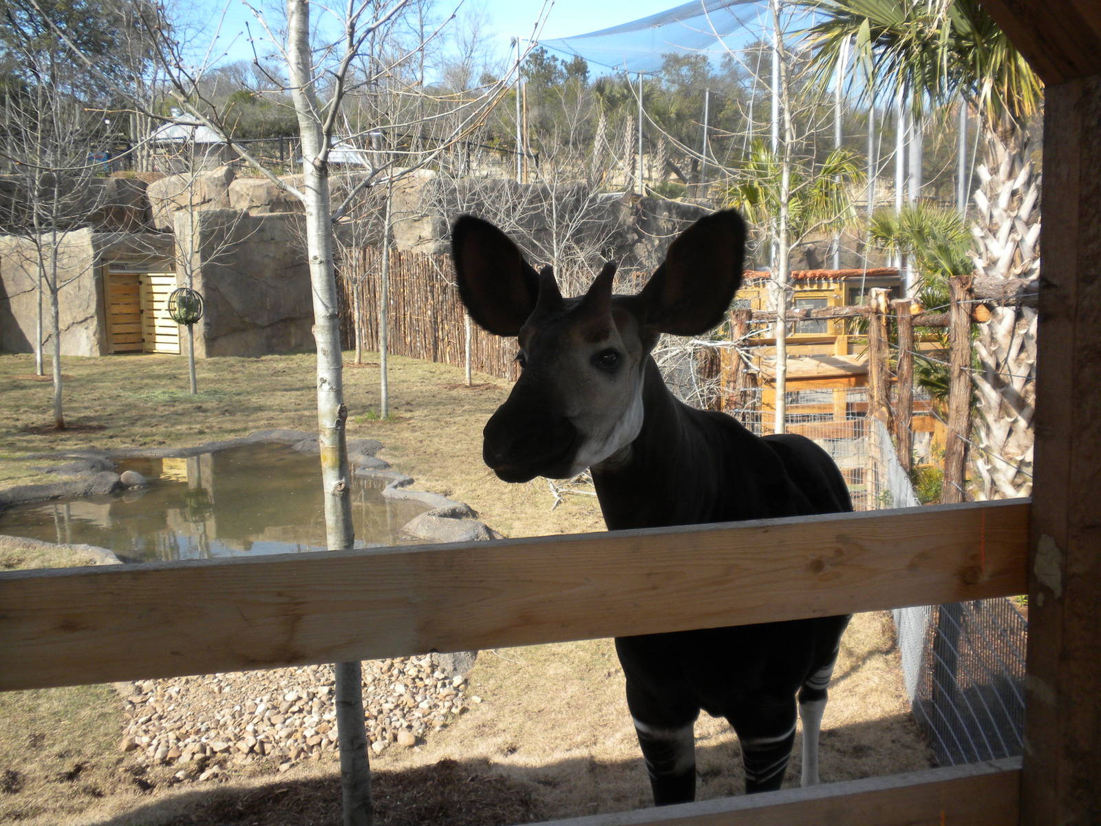 Africa Live 2 - Okapi