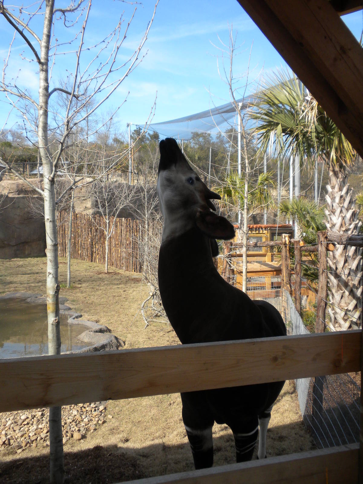 Africa Live 2 - Okapi