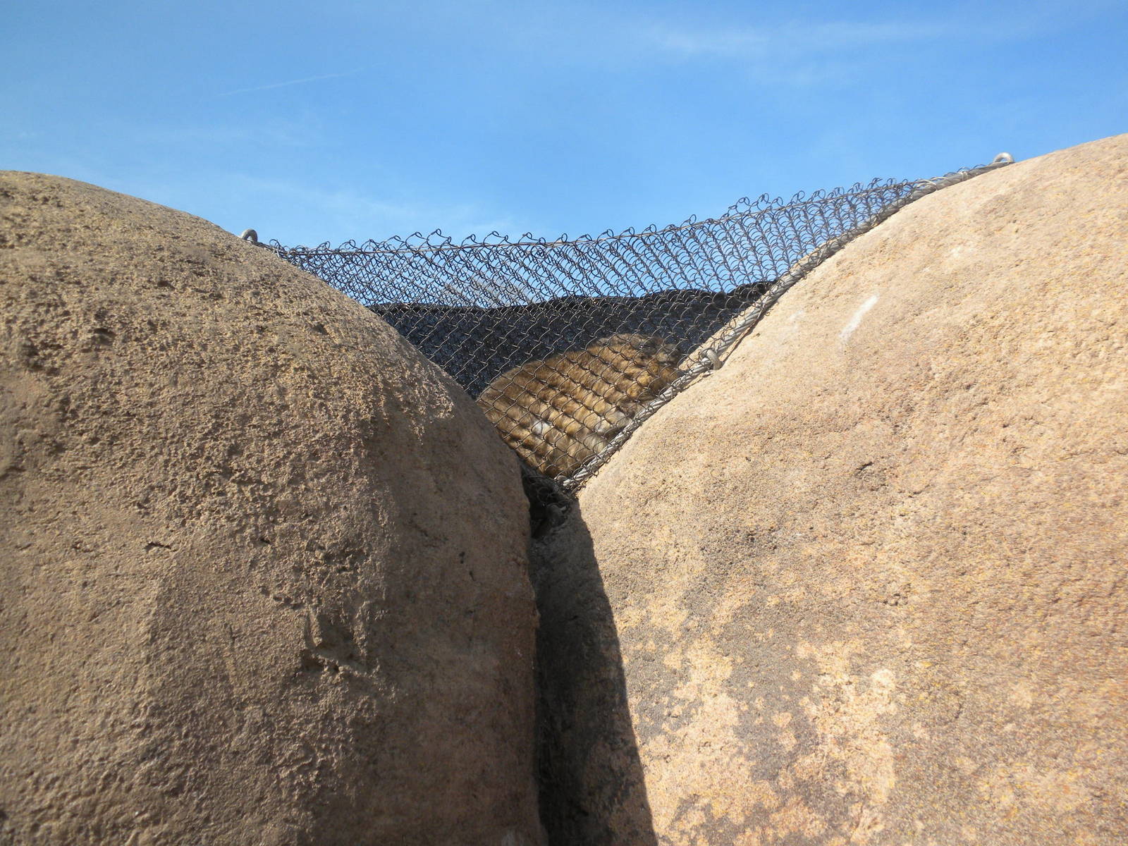 Africa Live 2 - Rock Hyrax