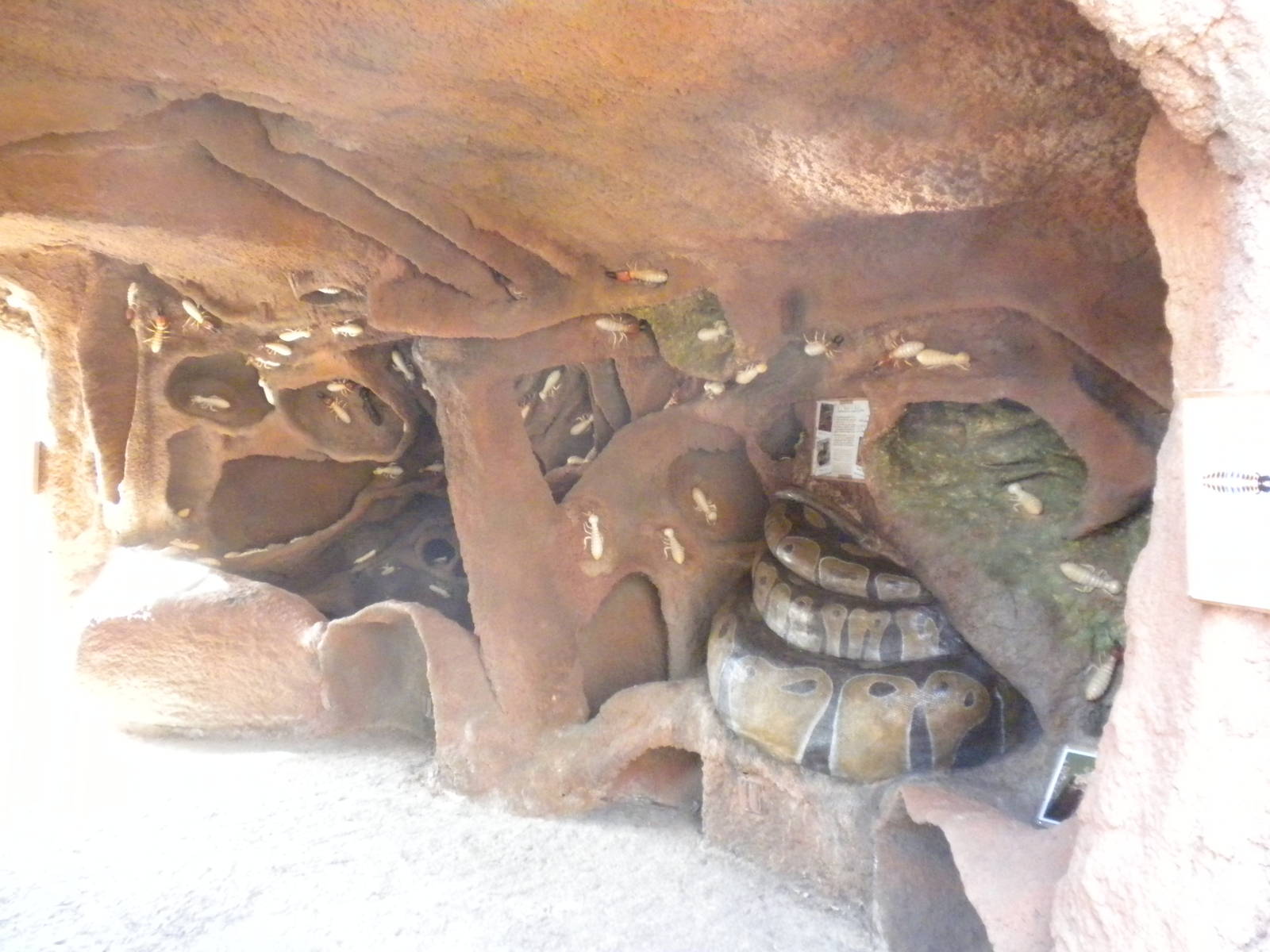 Africa Live 2 - Termite mound