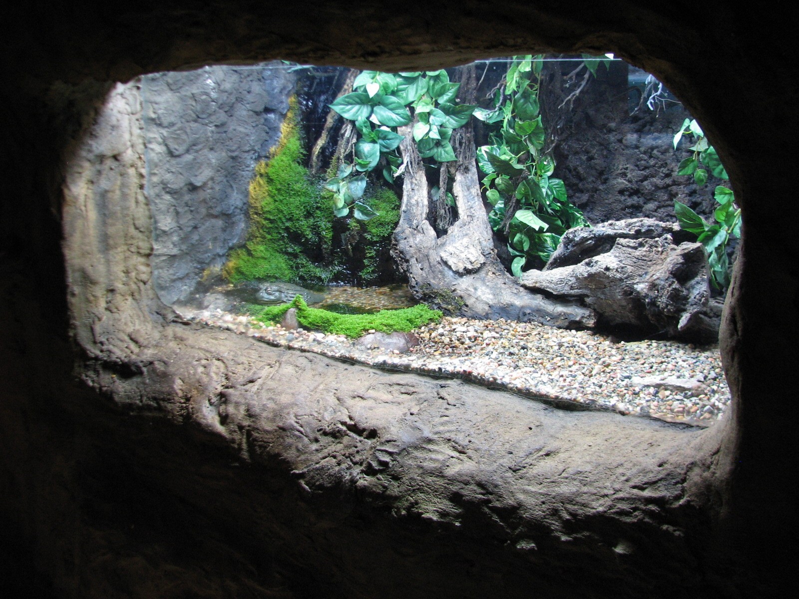 Africa Live - African Bullfrog Exhibit