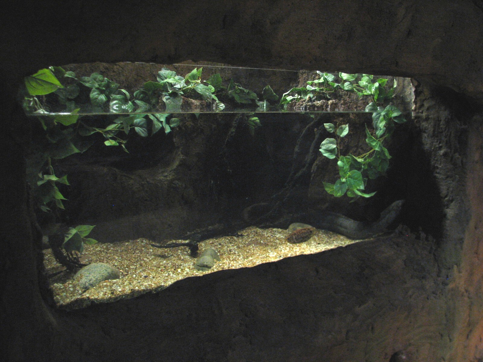 Africa Live - African Lungfish Exhibit