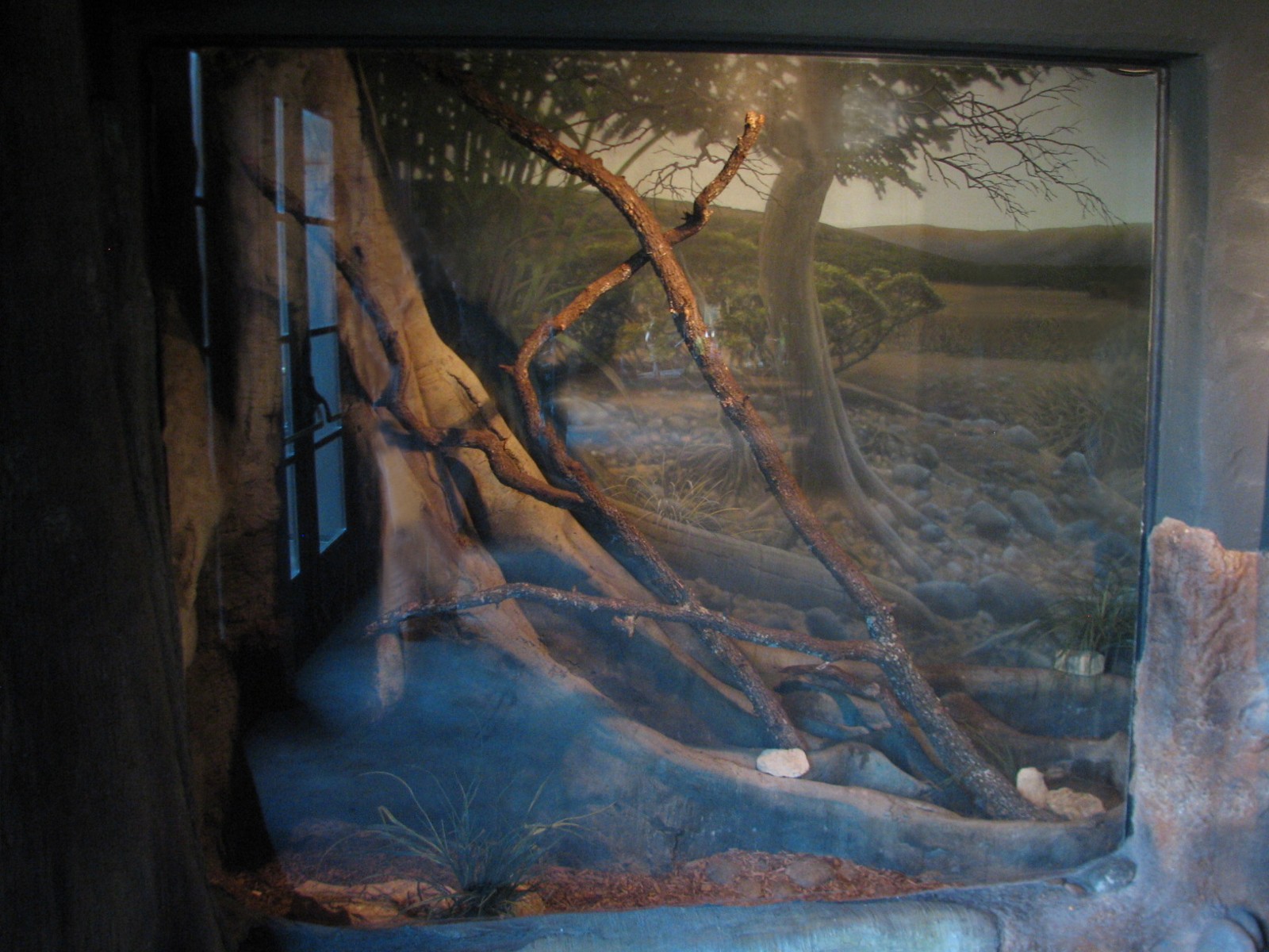 Africa Live - African Palm Civet Exhibit