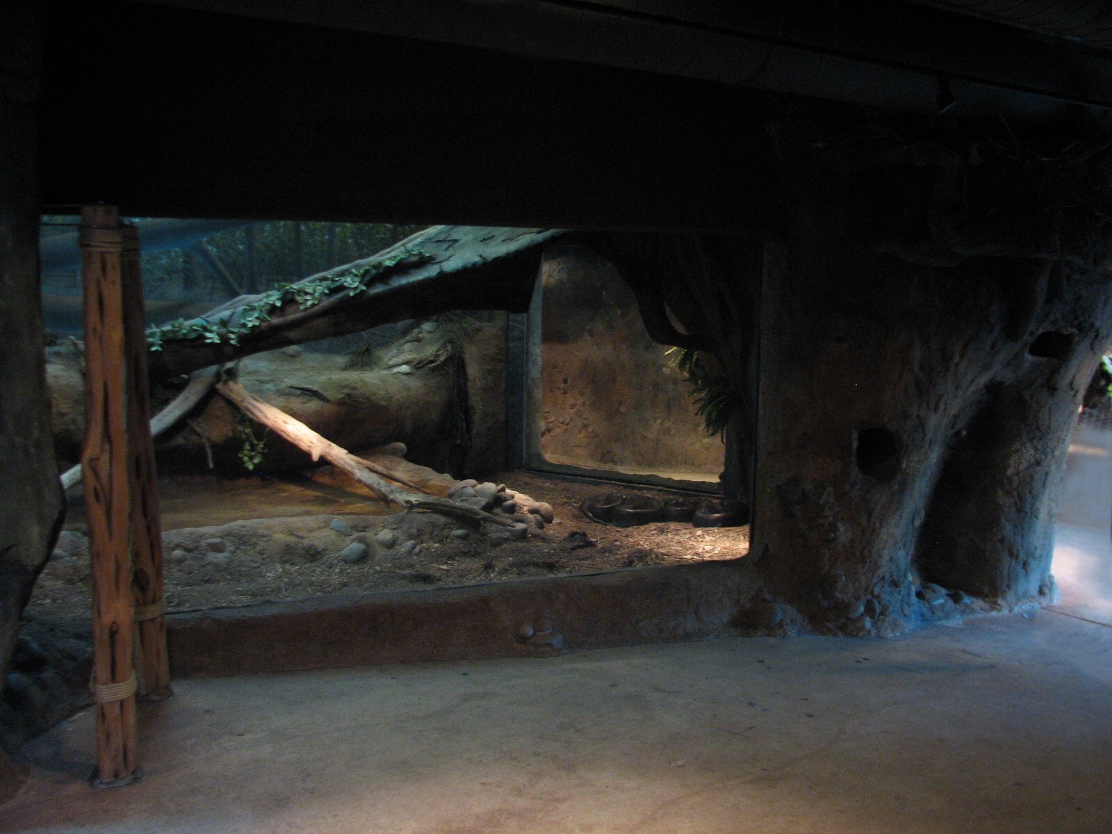 Africa Live - African Rock Python Exhibit