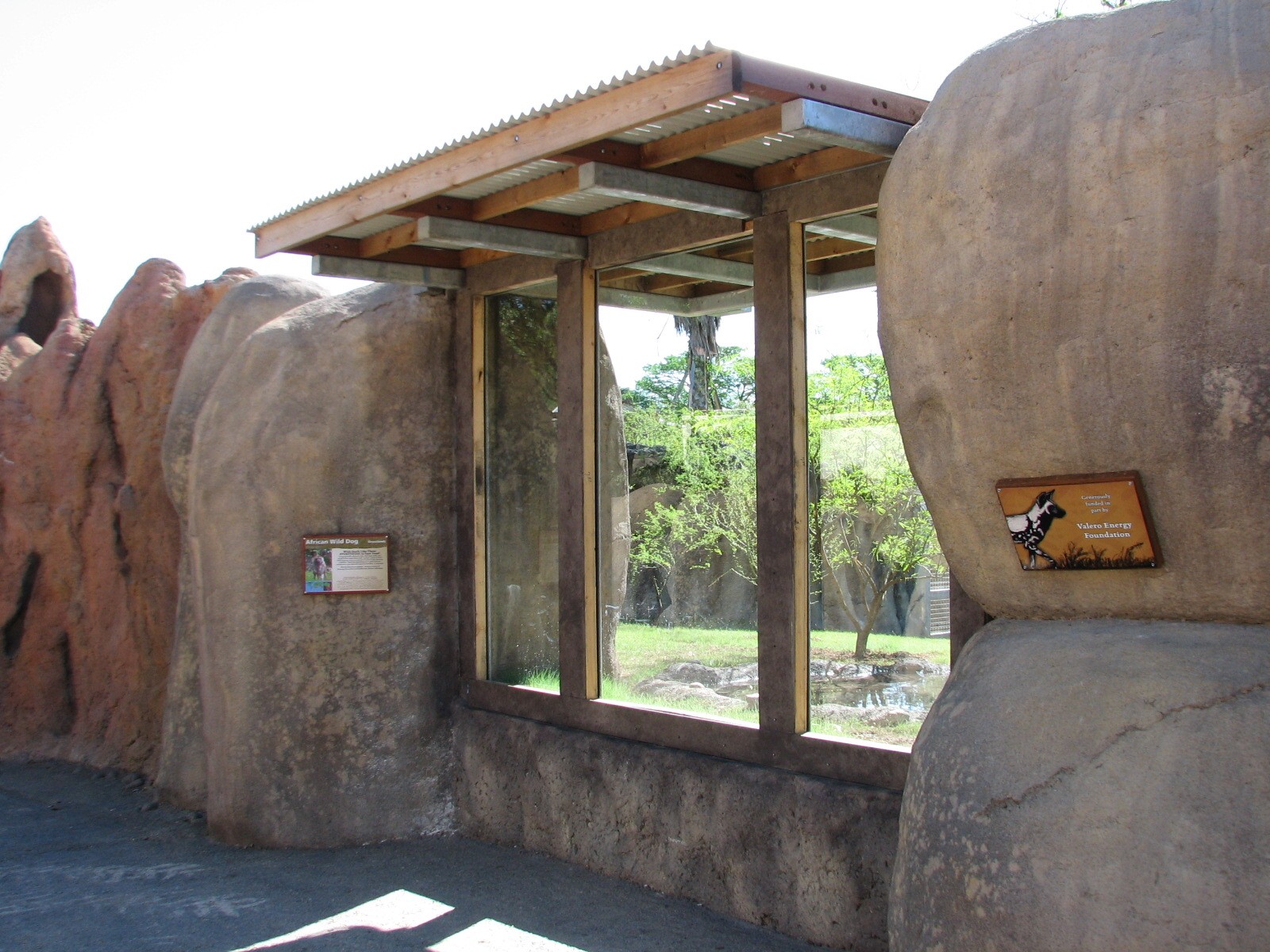 Africa Live - African Wild Dog Exhibit Viewing Area