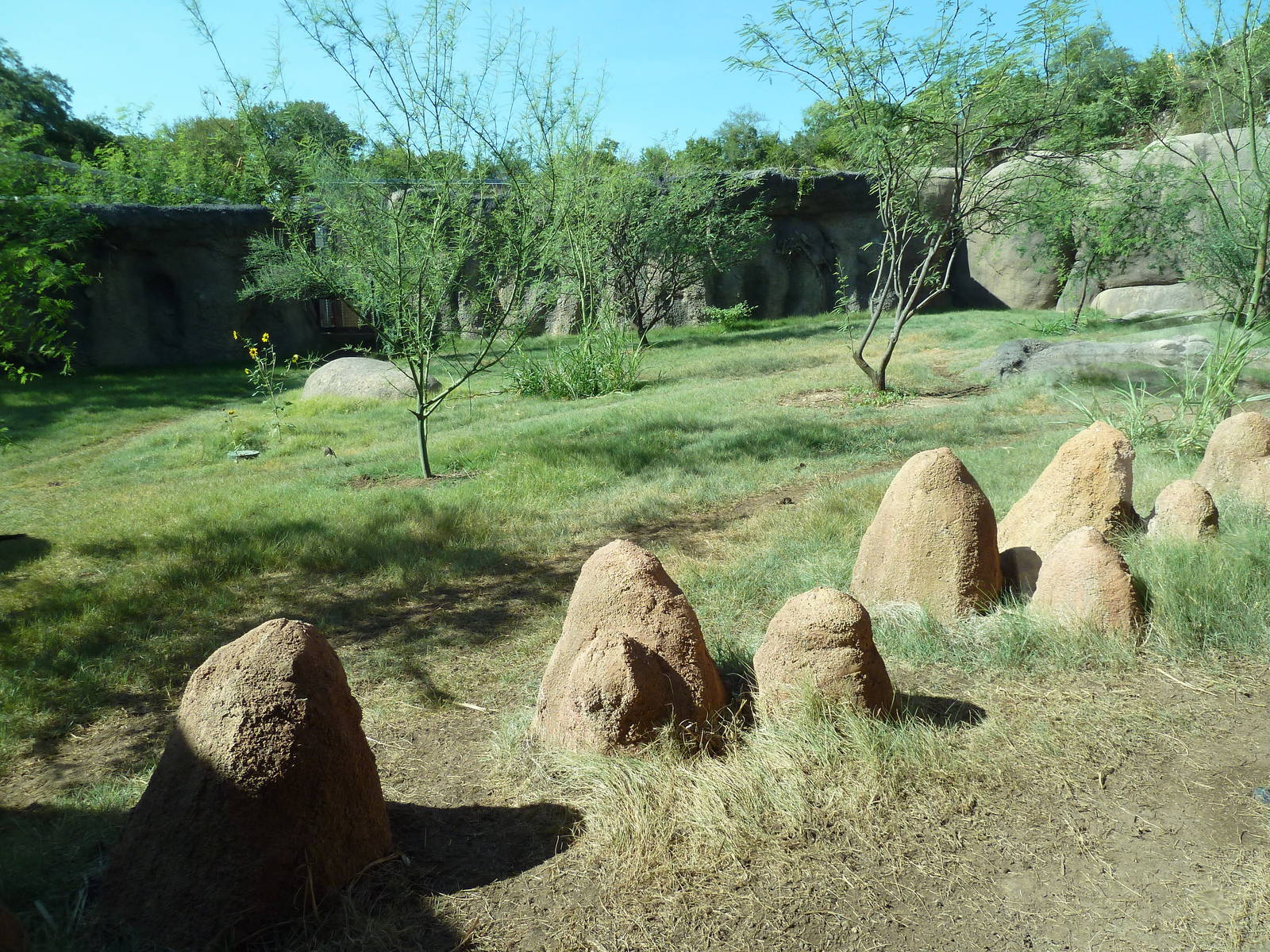Africa Live - African Wild Dog Exhibit
