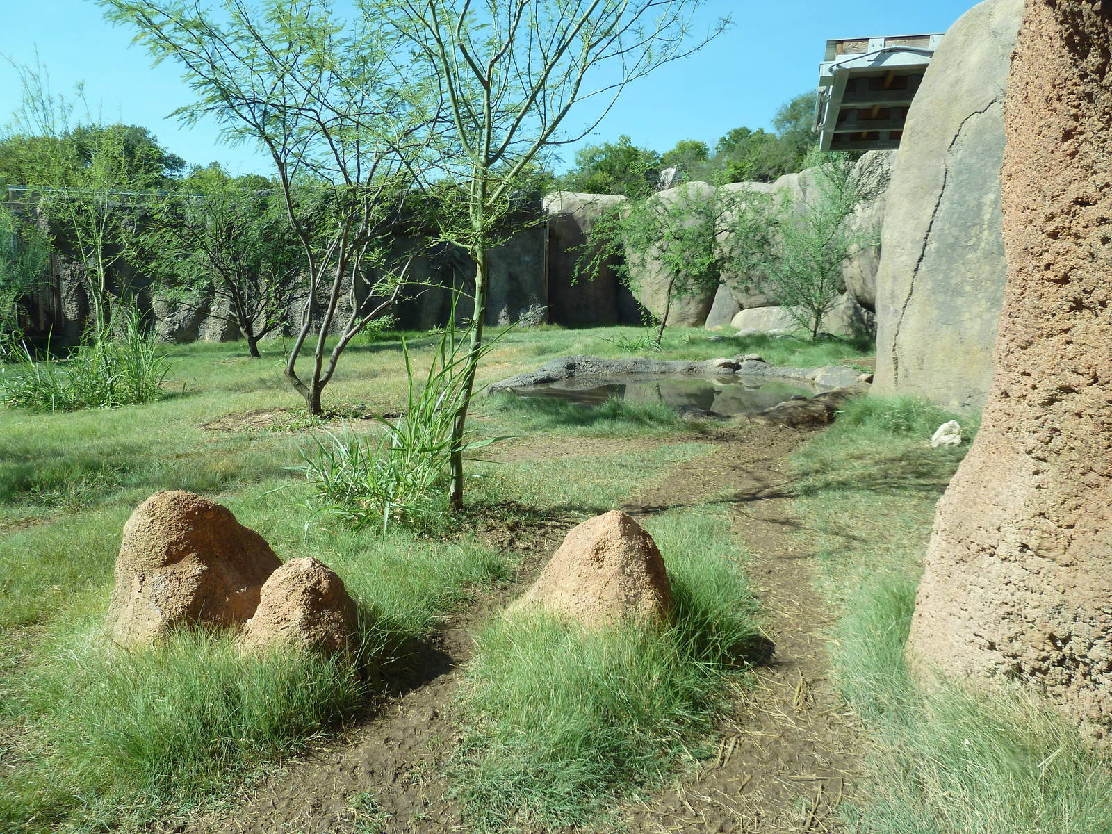 Africa Live - African Wild Dog Exhibit