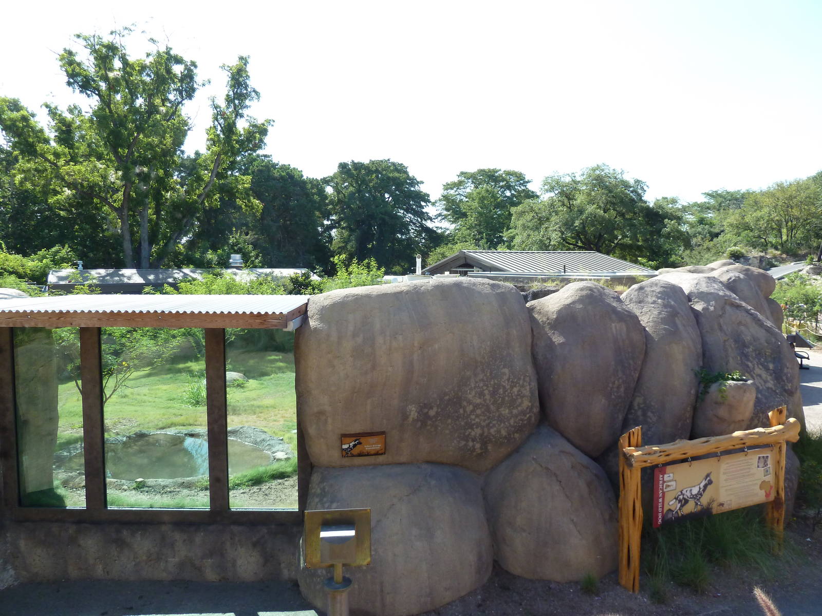 Africa Live - African Wild Dog Exhibit