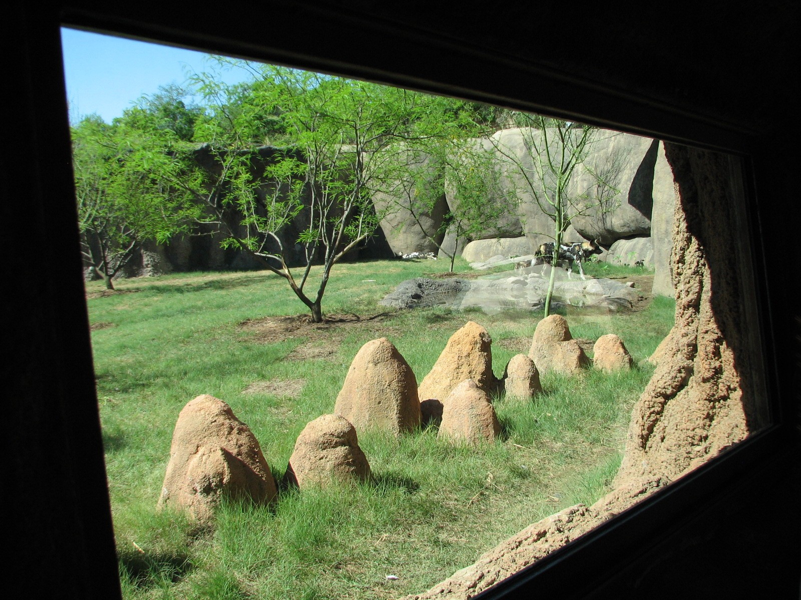 Africa Live - African Wild Dog Exhibit