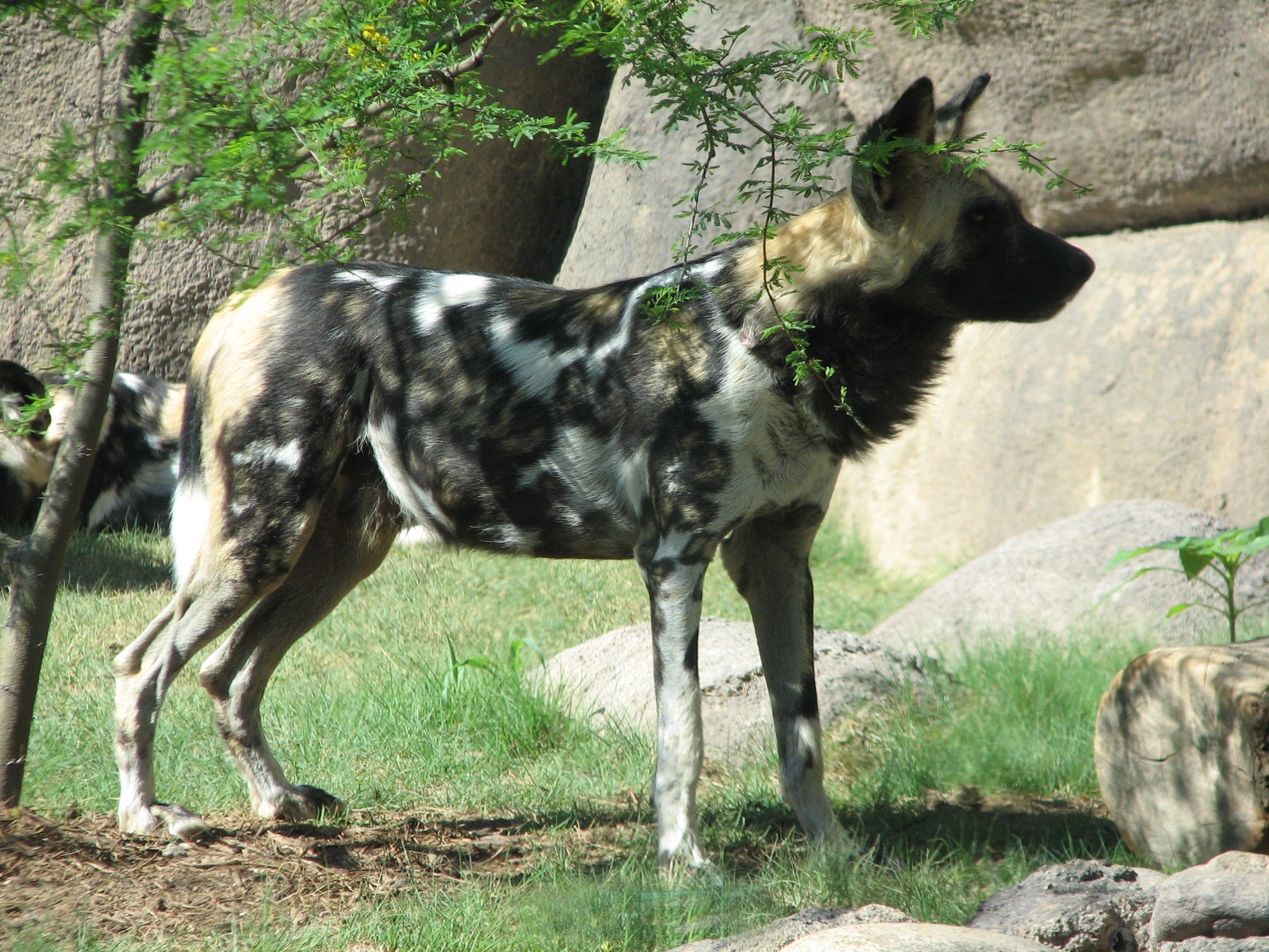 Africa Live - African Wild Dog