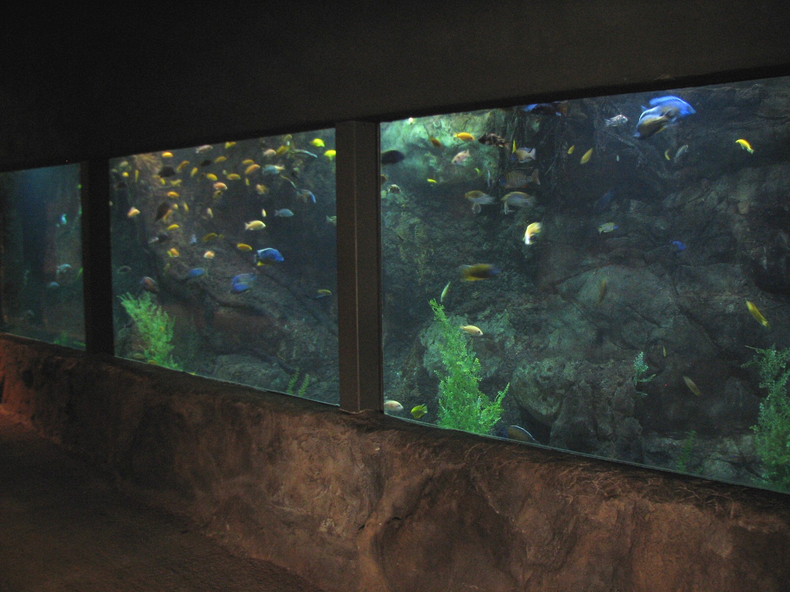 Africa Live - Aliens In The Water Aquarium