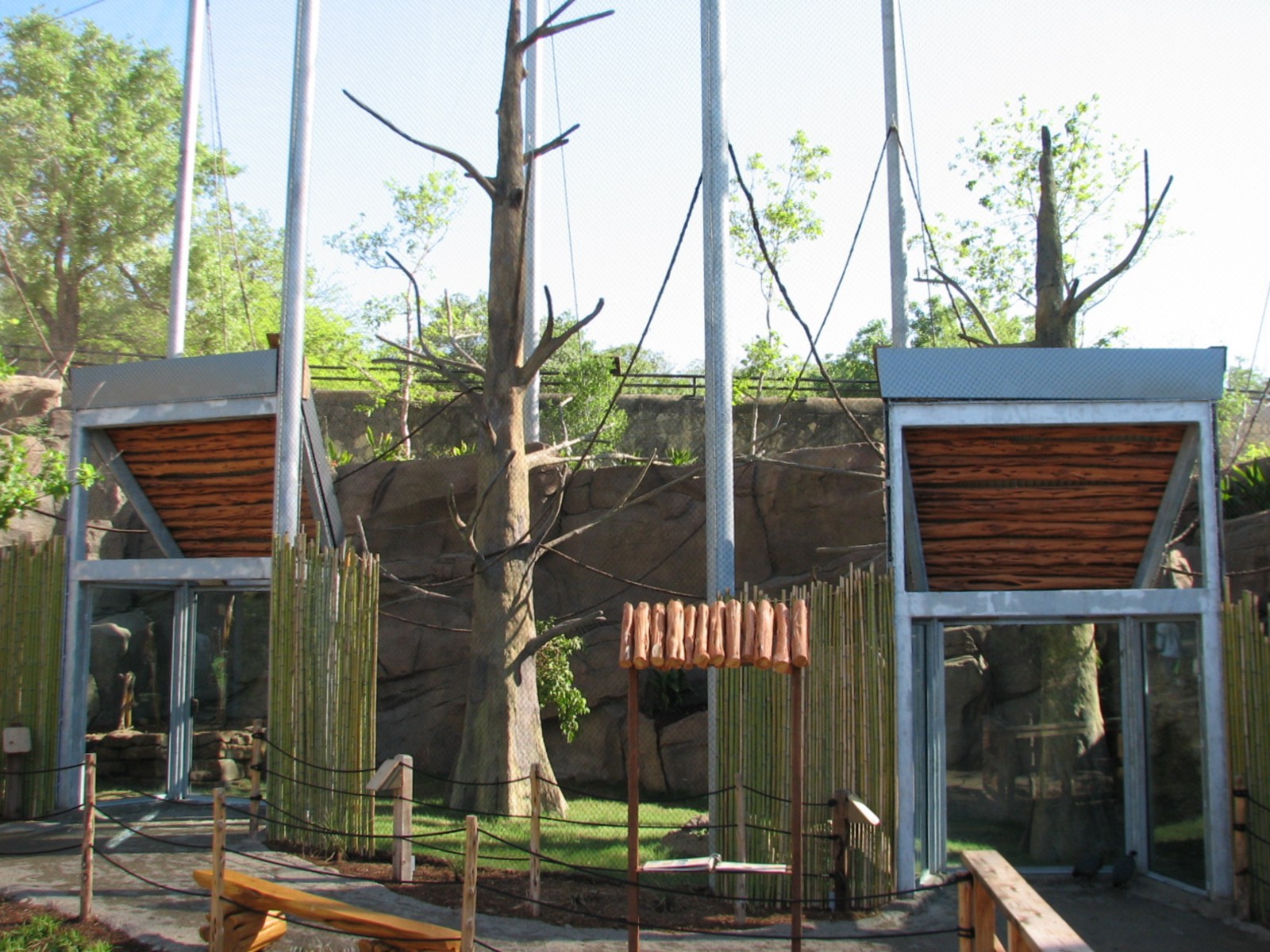 Africa Live - Angolan Colobus and Wolfs Guenon Exhibit