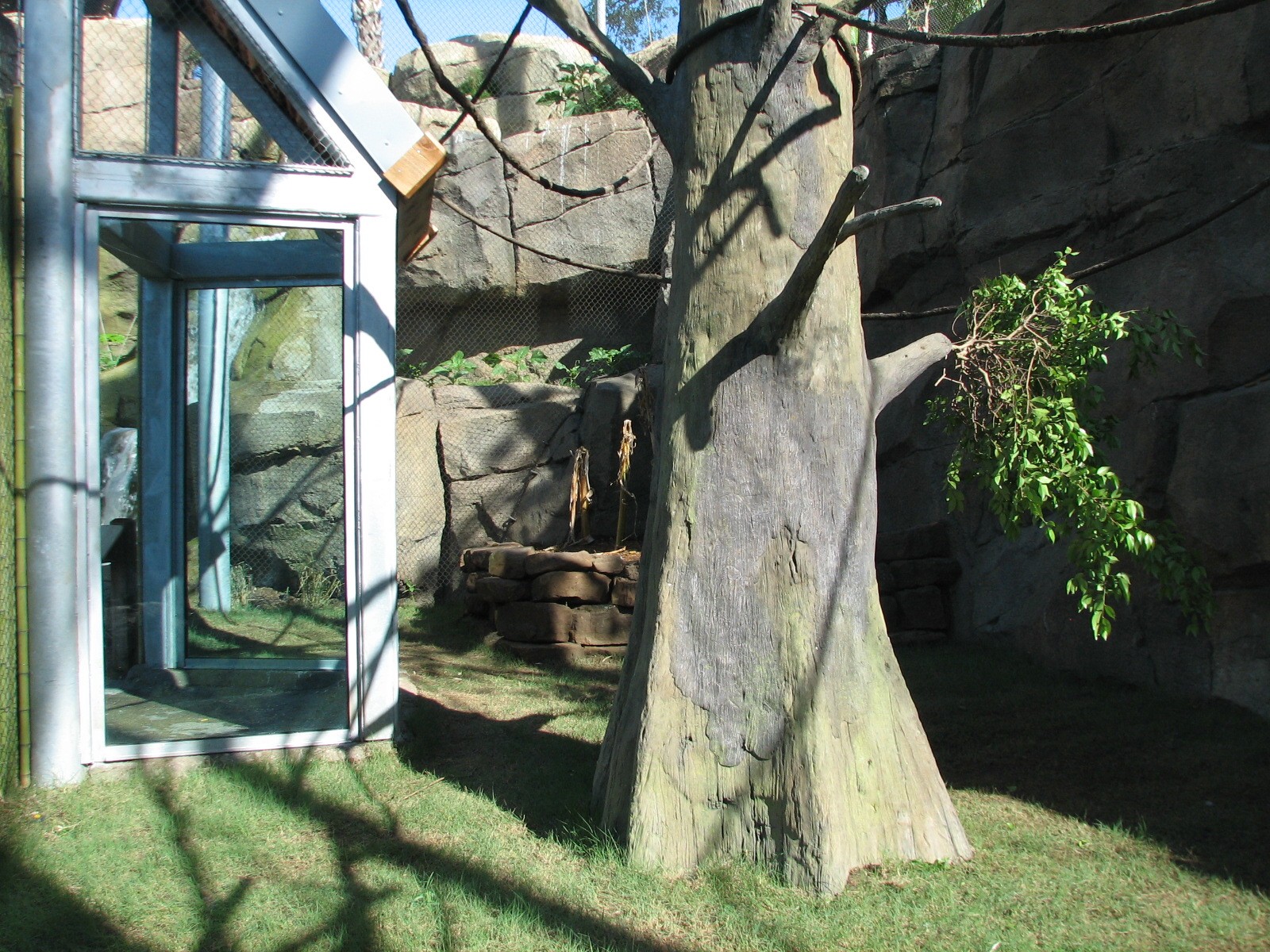 Africa Live - Angolan Colobus and Wolfs Guenon Exhibit