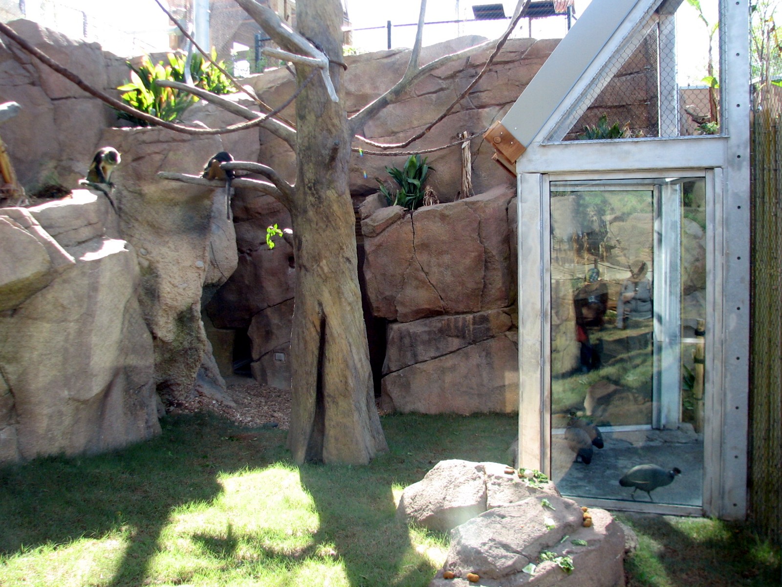 Africa Live - Angolan Colobus and Wolfs Guenon Exhibit