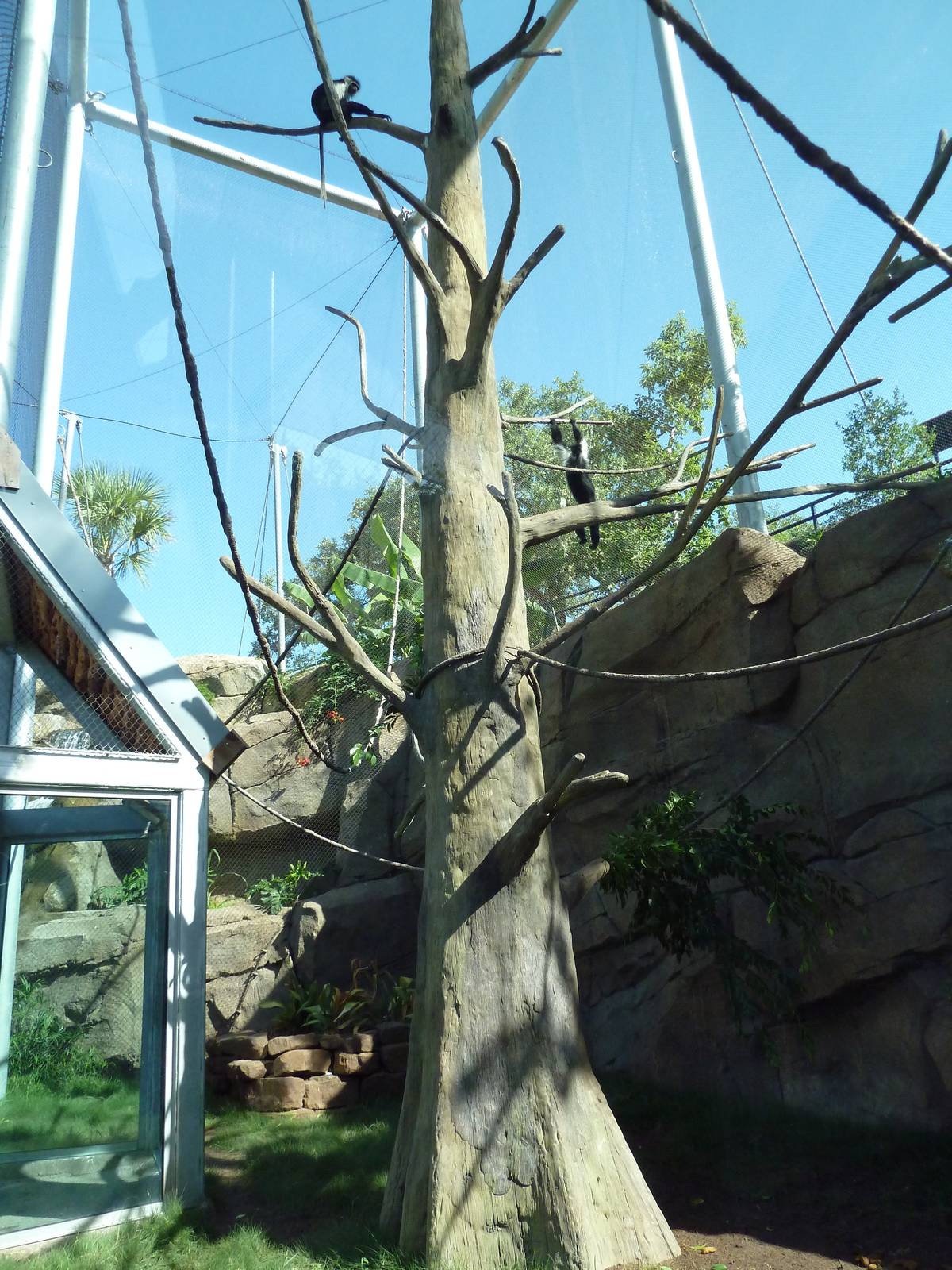 Africa Live - Angolan Colobus/Wolf's Guenon Exhibit