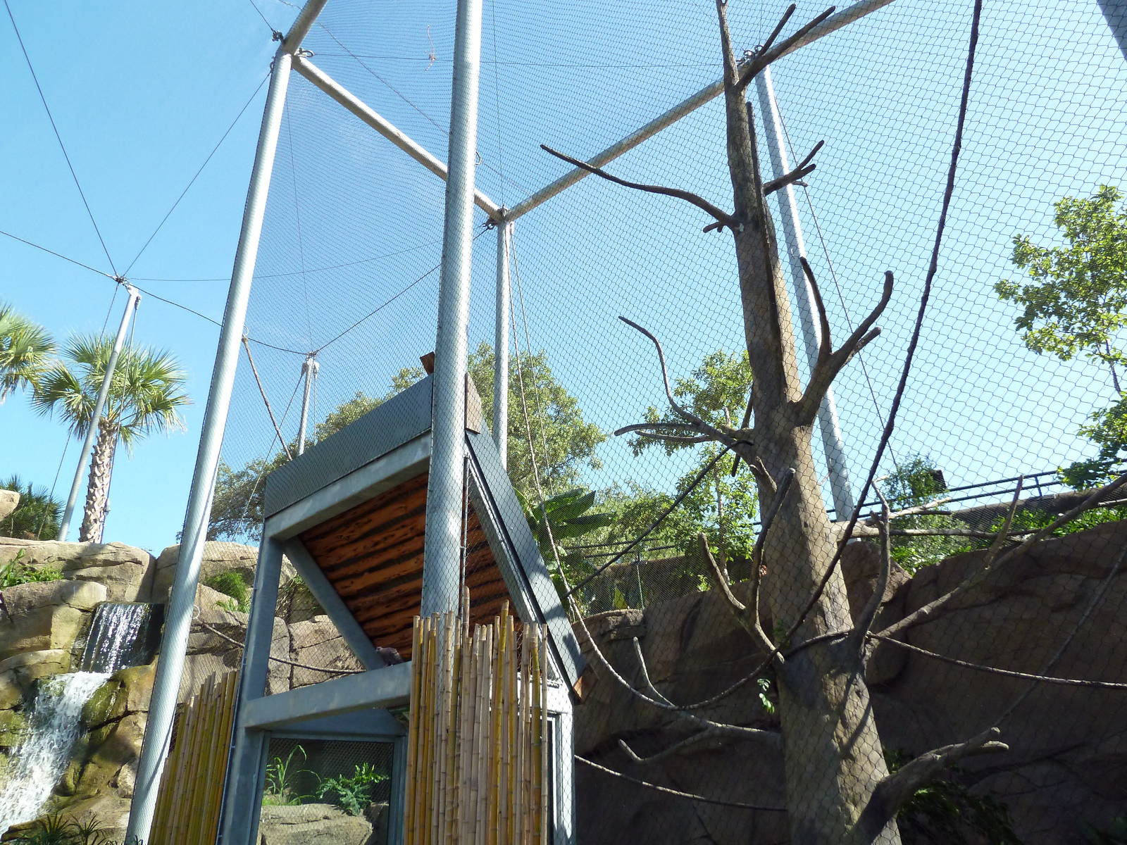 Africa Live - Angolan Colobus/Wolf's Guenon Exhibit