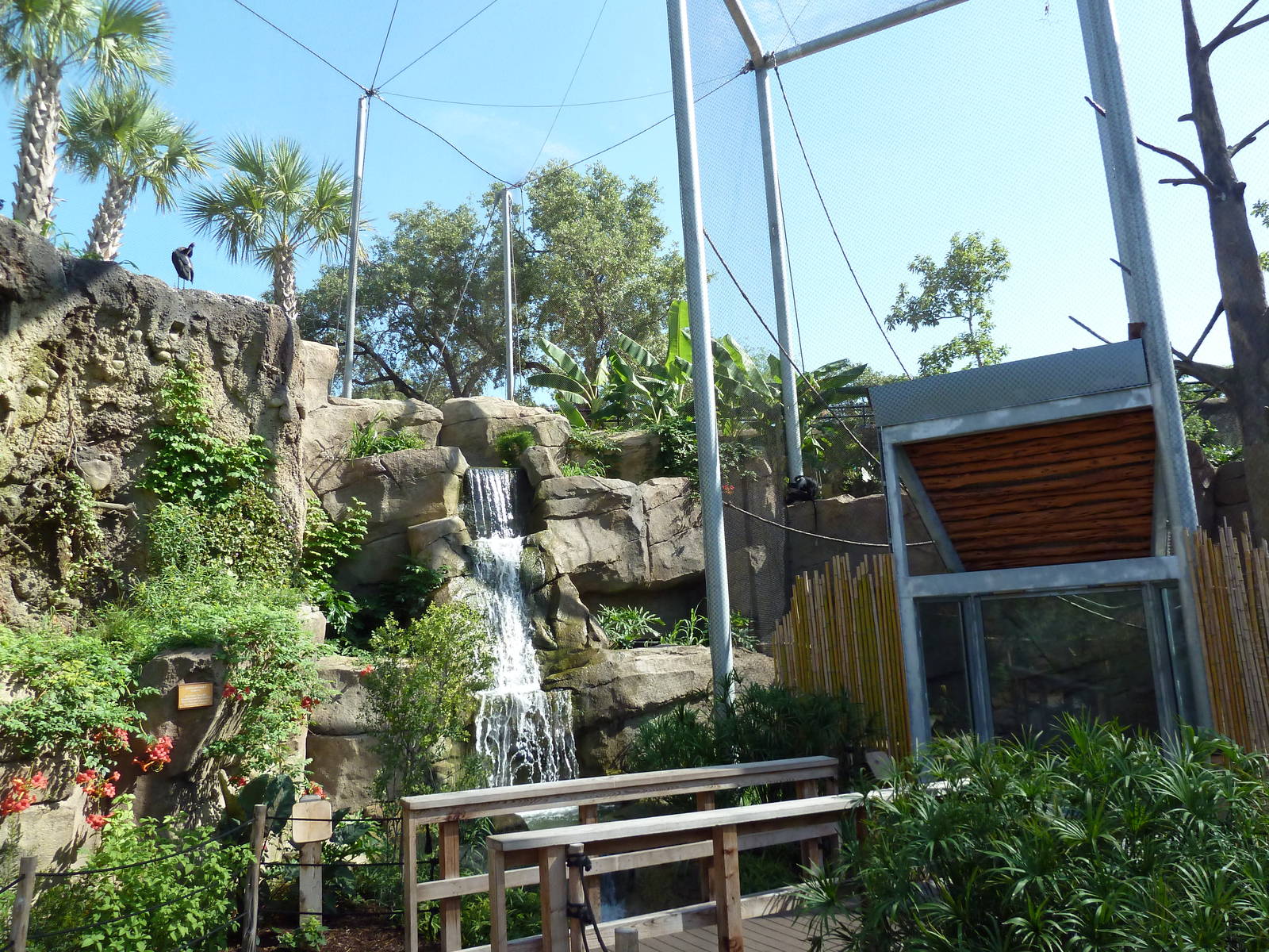 Africa Live - Angolan Colobus/Wolf's Guenon Exhibit