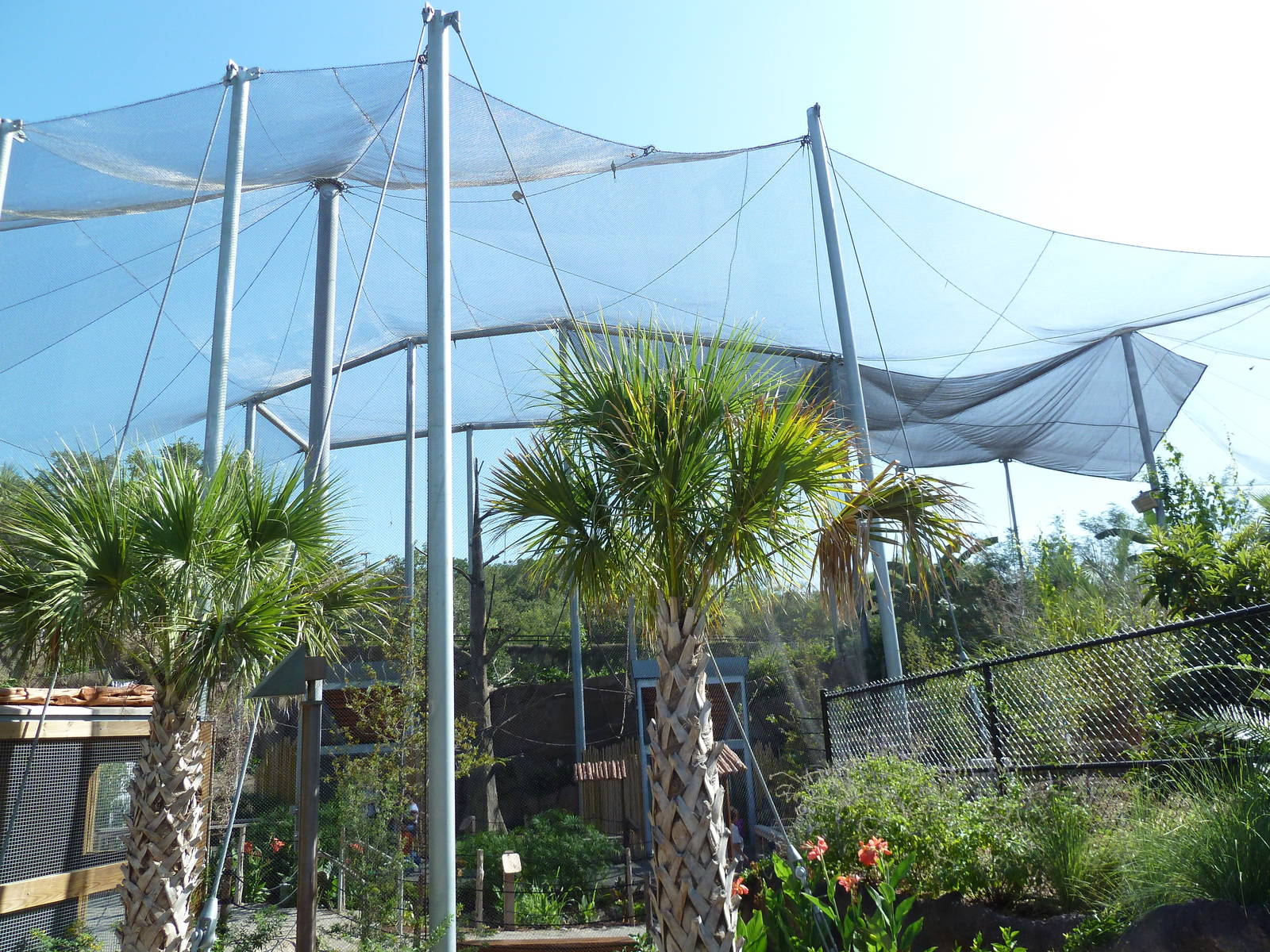 Africa Live - Angolan Colobus/Wolf's Guenon Exhibit