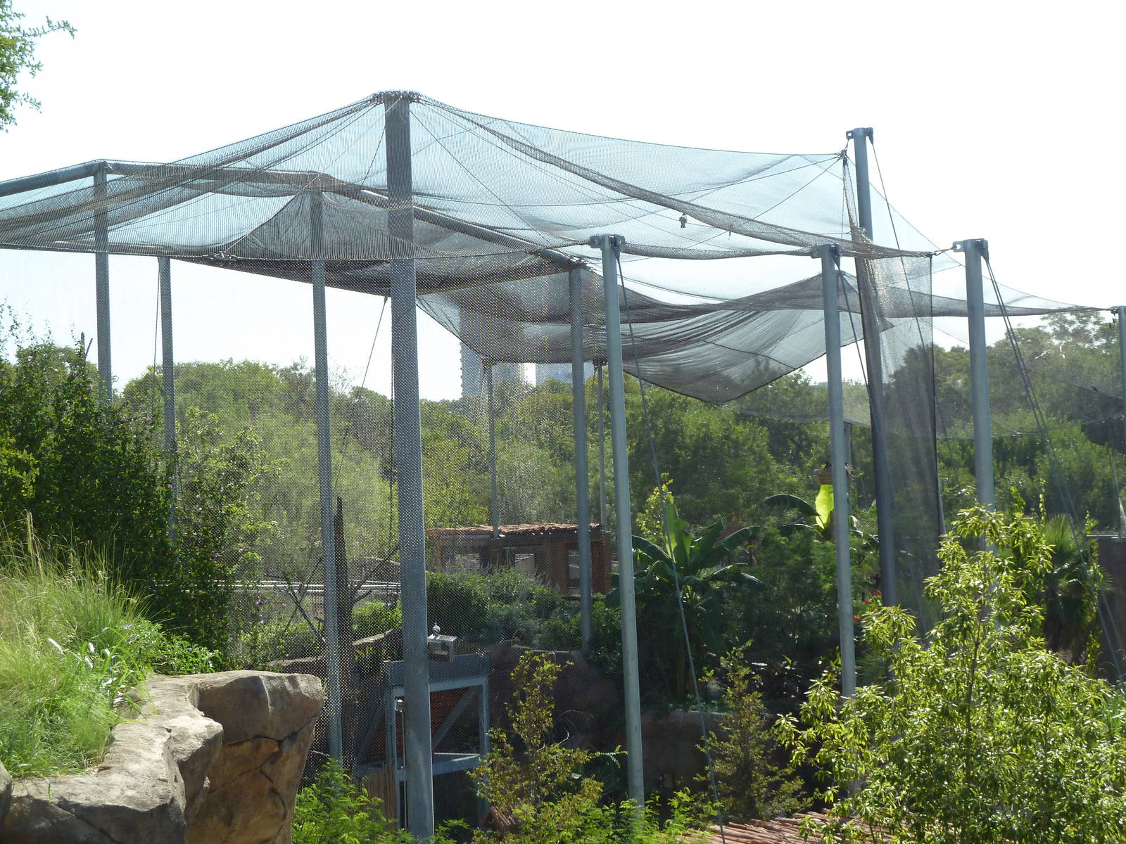 Africa Live - Angolan Colobus/Wolf's Guenon Exhibit