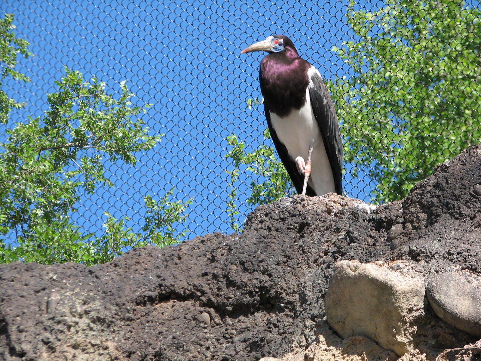 Africa Live - Aviary - Abdims Stork