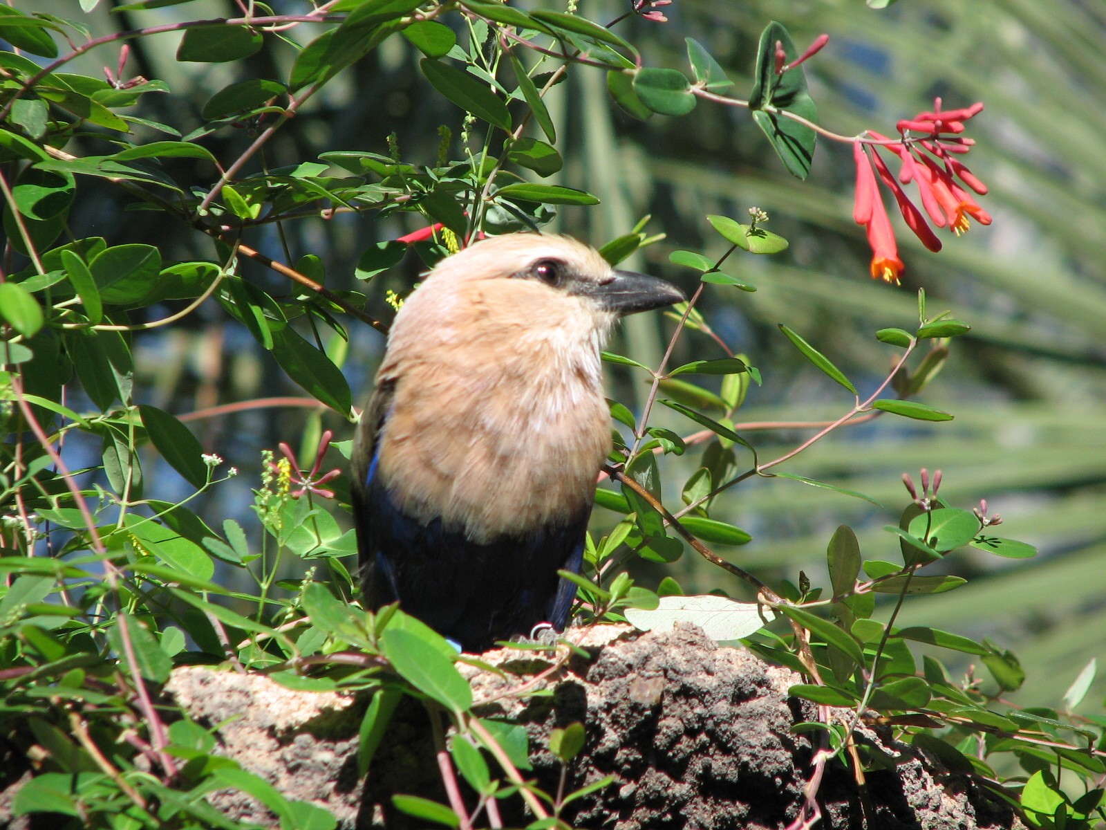 Africa Live - Aviary - Blue-bellied Roller