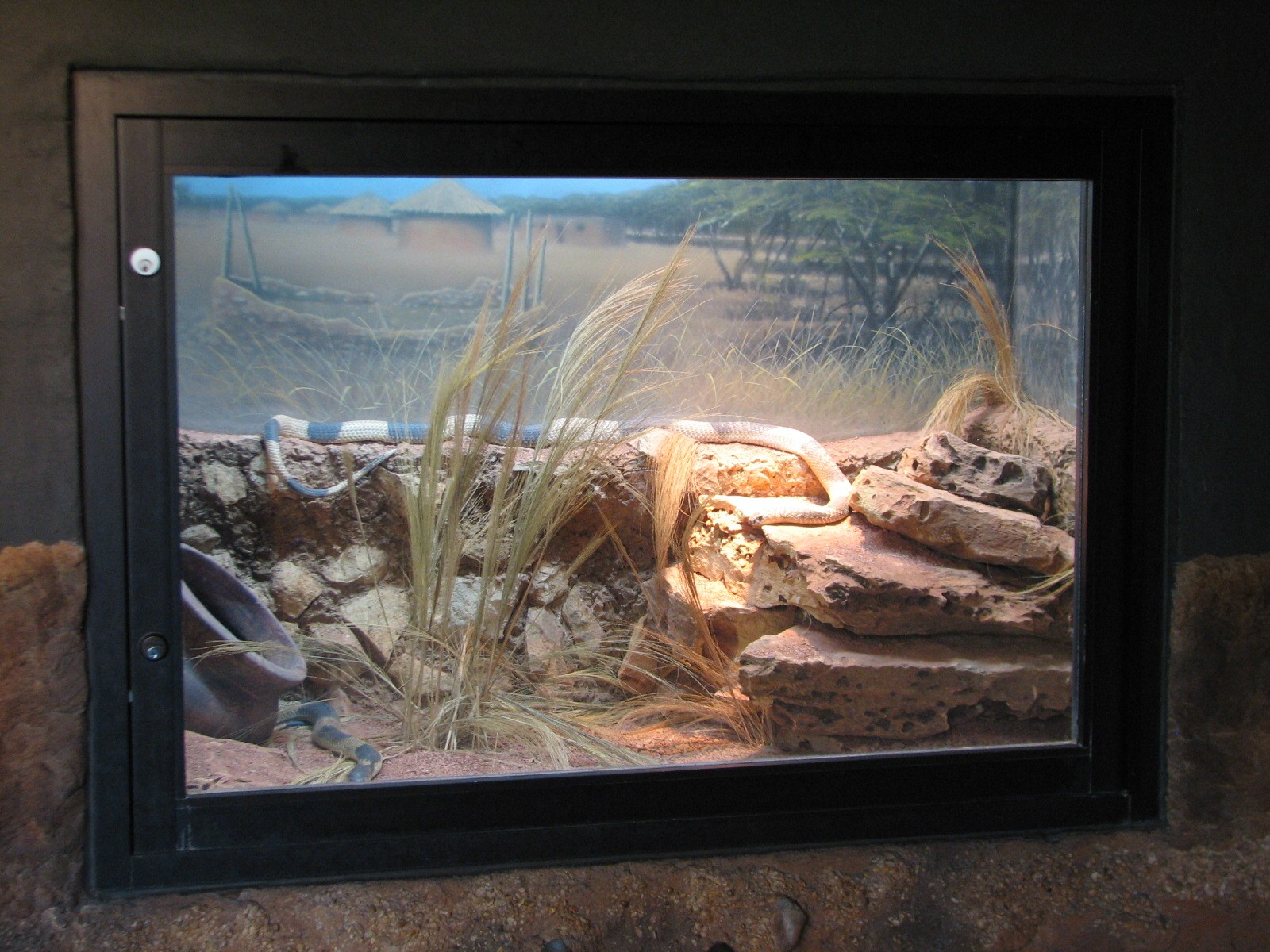 Africa Live - Banded Egyptian Cobra Exhibit