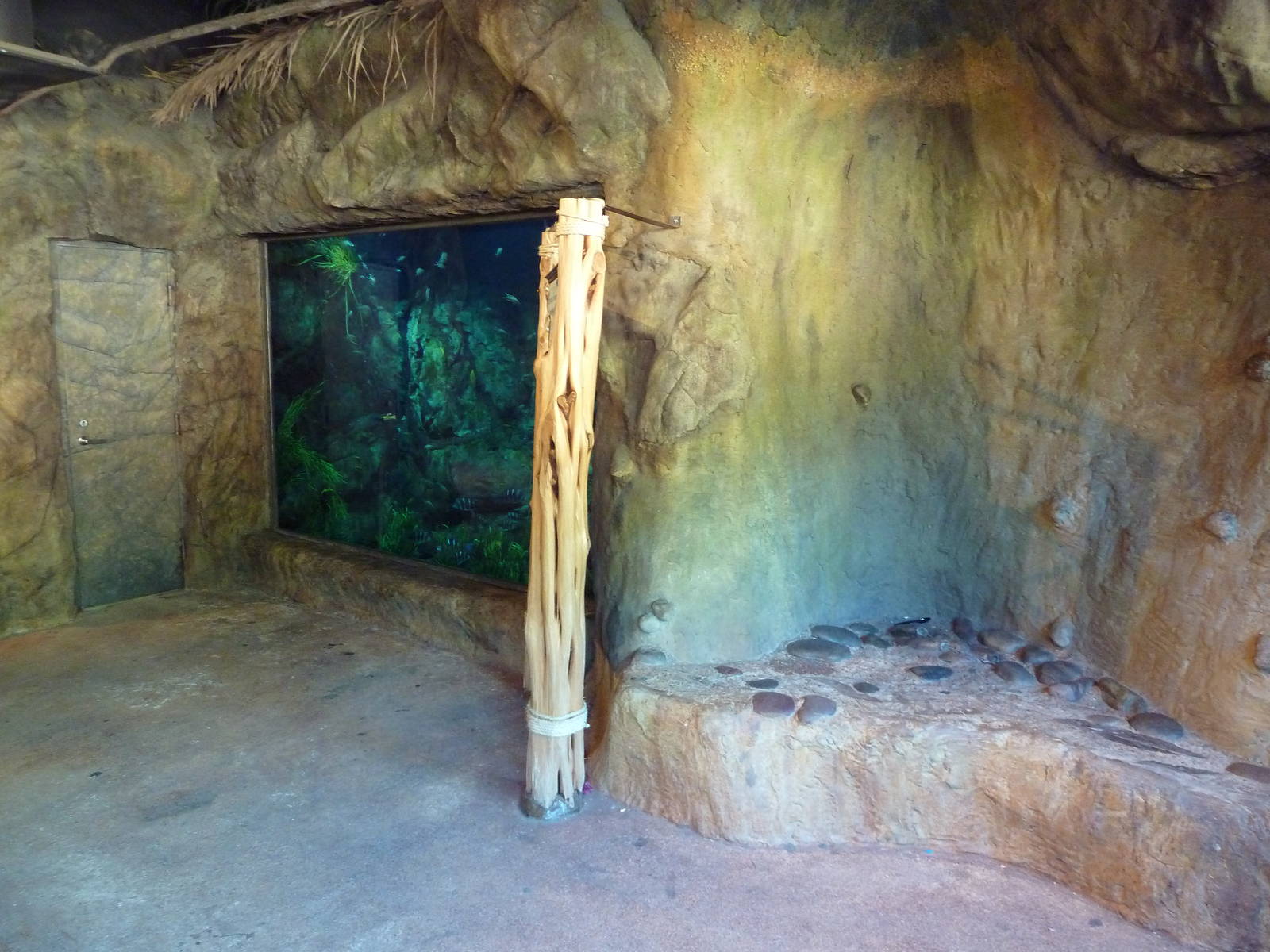 Africa Live - Cichlid Tank + Fossil Site