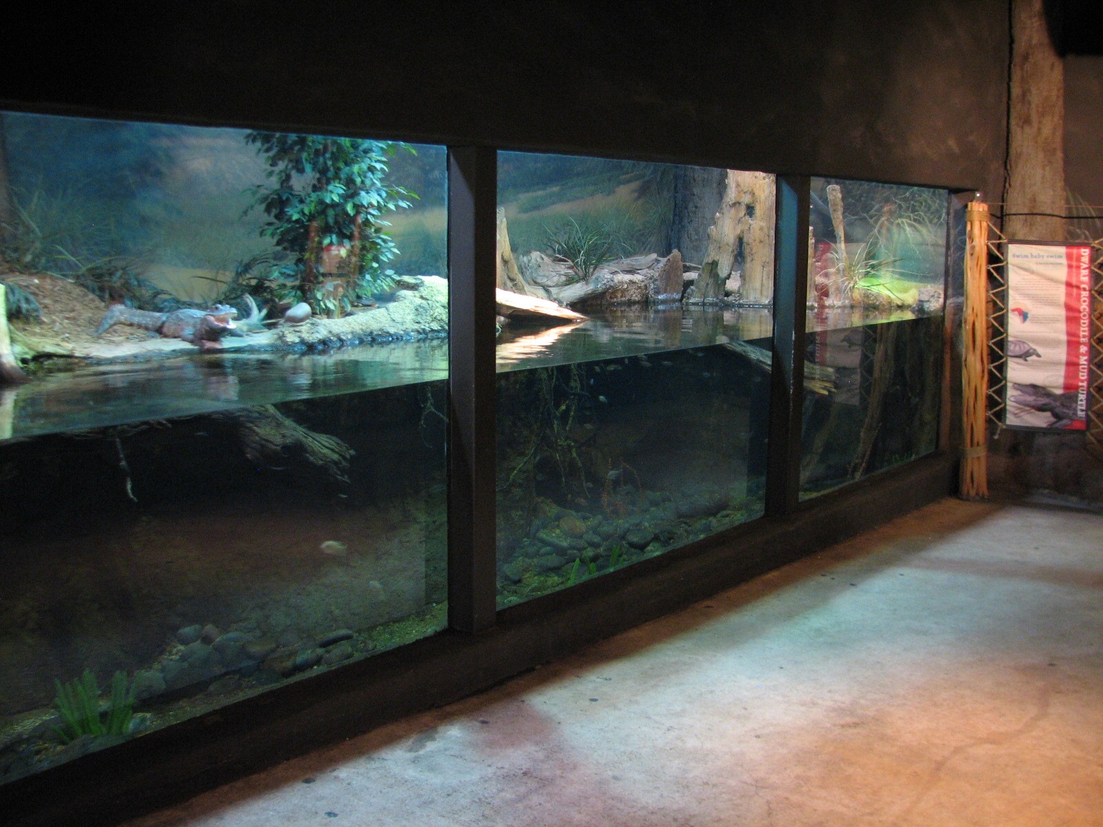 Africa Live - Dwarf Crocodile and Mud Turtle Exhibit