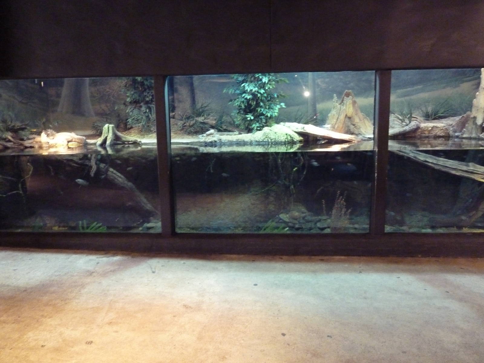 Africa Live - Dwarf Crocodile/Mud Turtle Exhibit