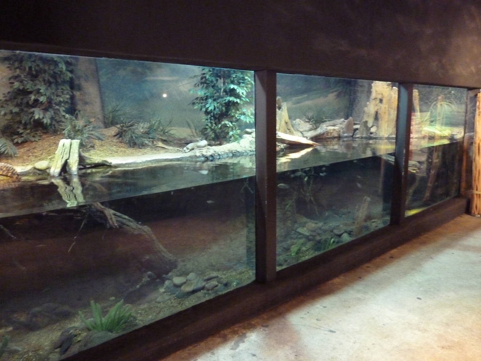 Africa Live - Dwarf Crocodile/Mud Turtle Exhibit