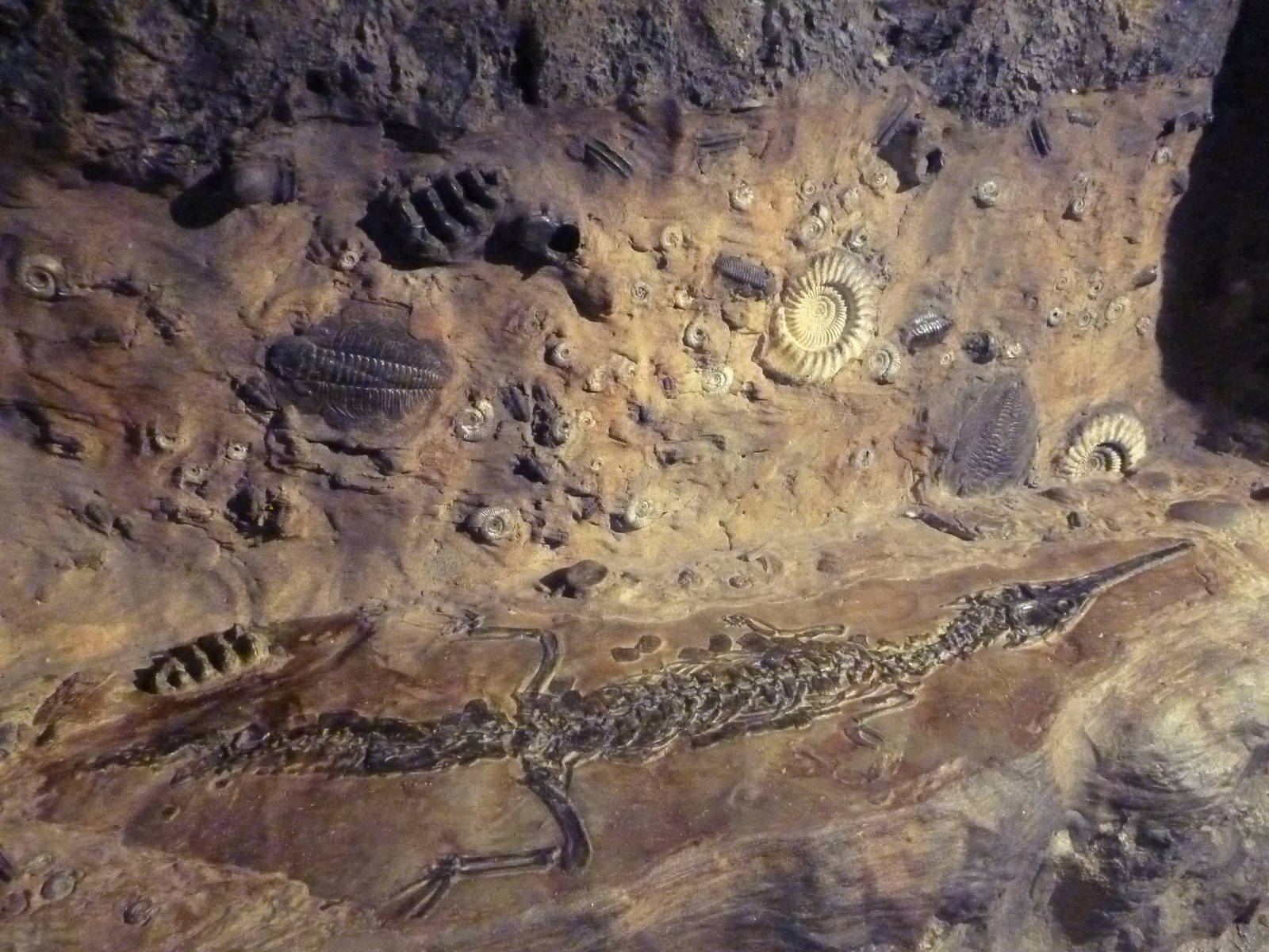 Africa Live - Fossil Site